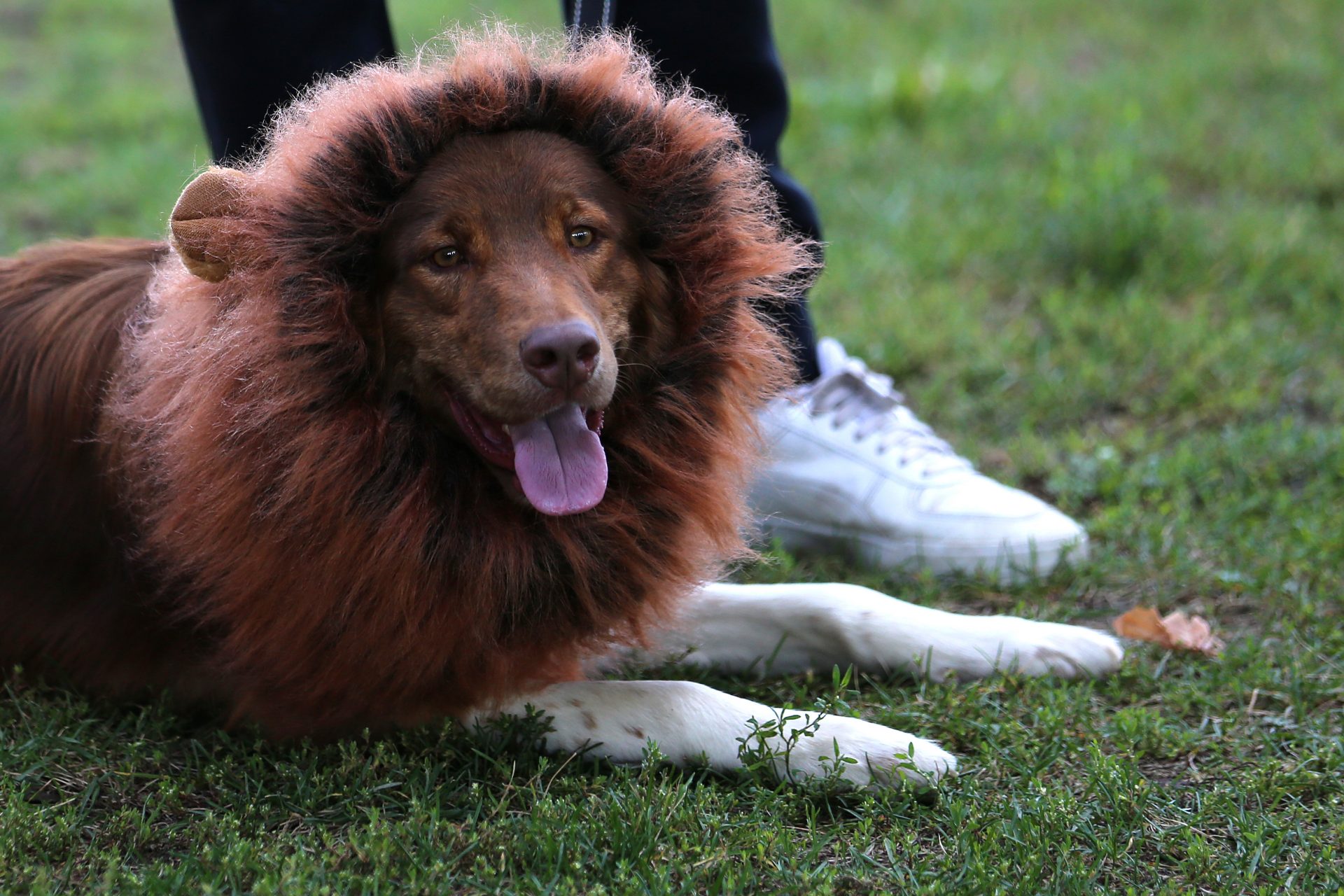 Lion King in Toronto