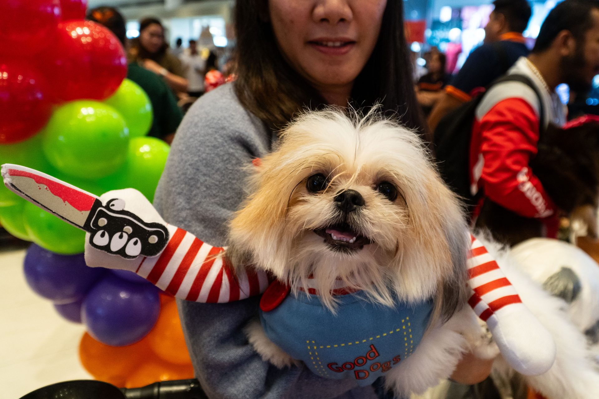 Pictures: Dogs in disguises for Halloween