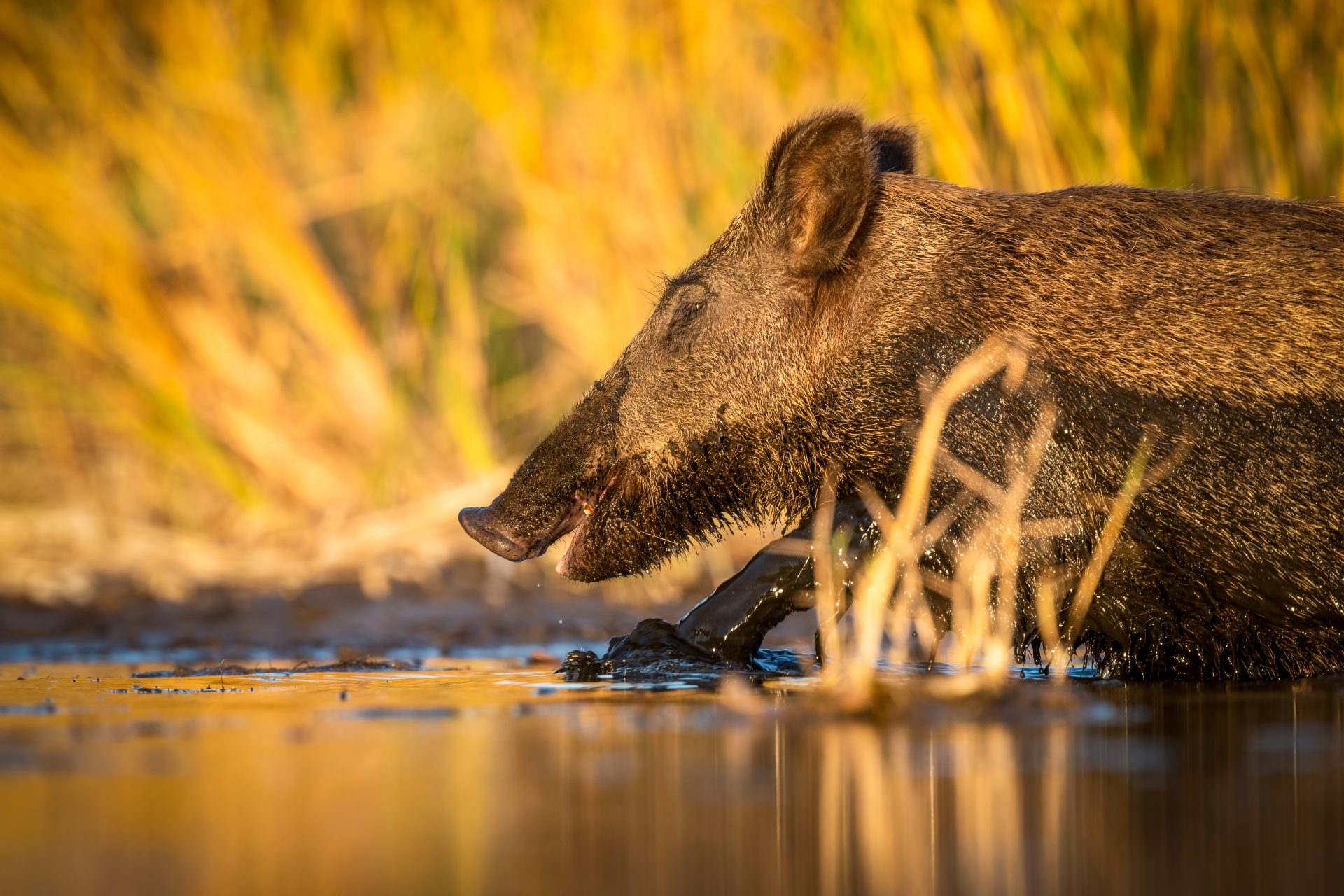 En Allemagne, les sangliers sont plus radioactifs que les autres animaux