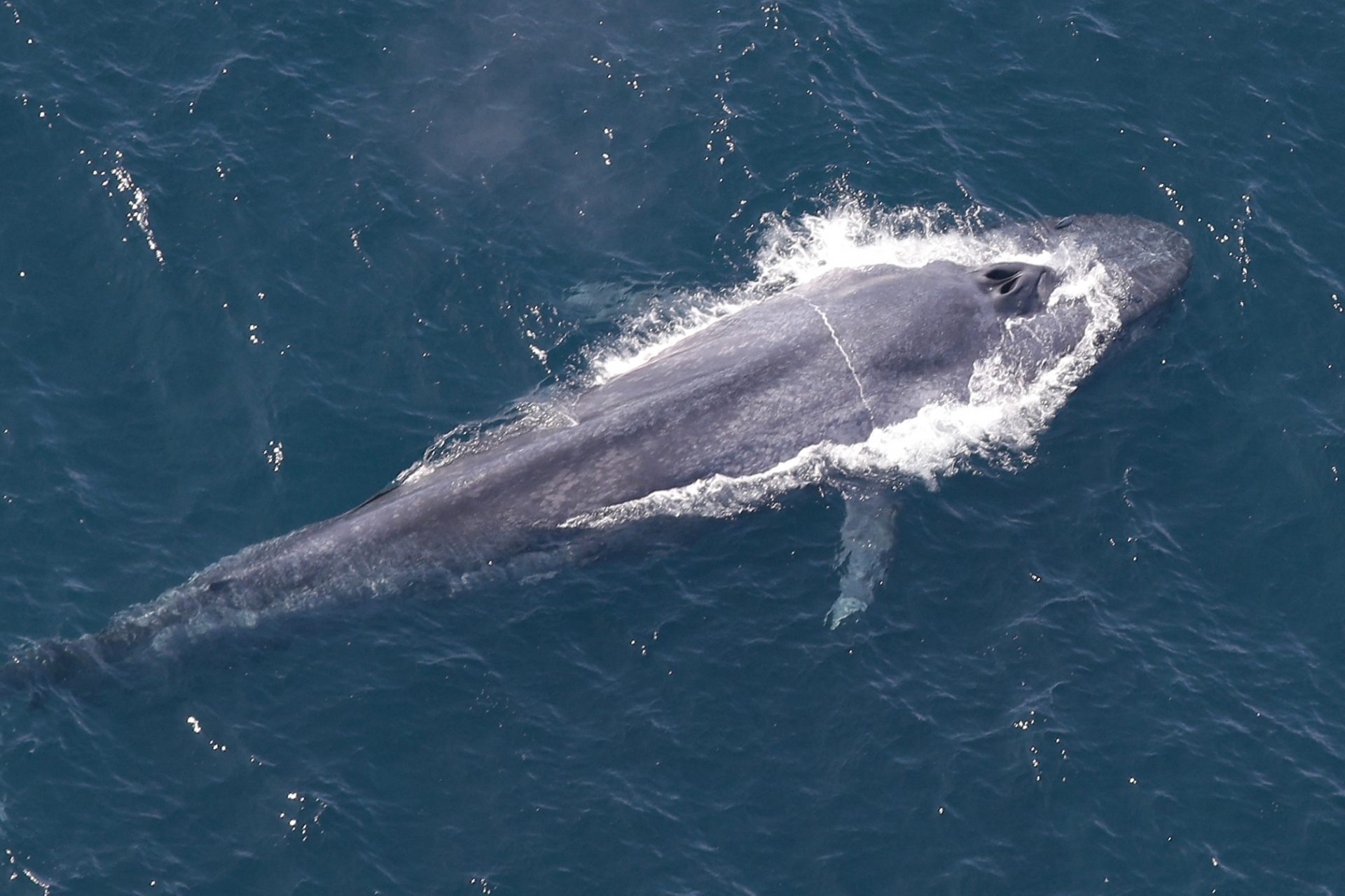 Curiosidades fascinantes sobre a baleia-azul que você precisa saber