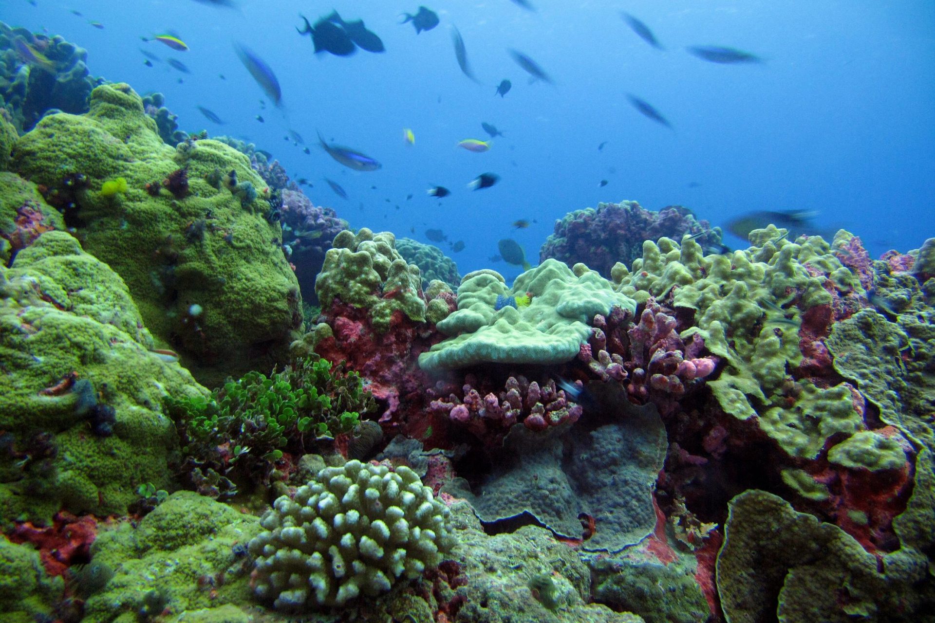 Área protegida de las islas Fénix, República de Kiribati