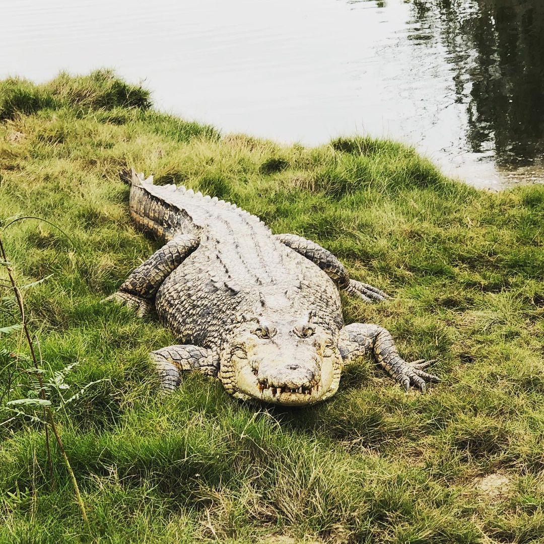 Warm wet weather is usually a cue to mate 