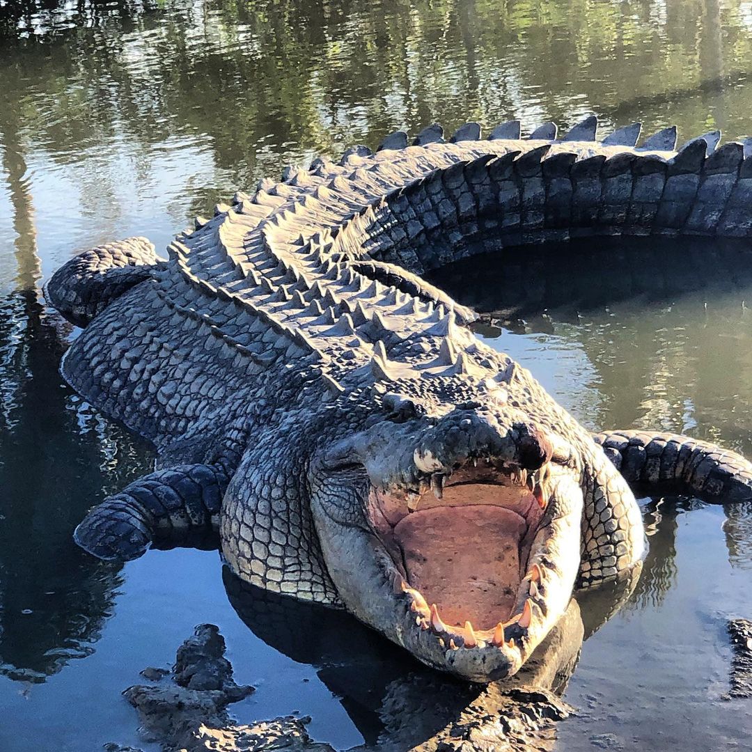 Tricking the crocs into mating 