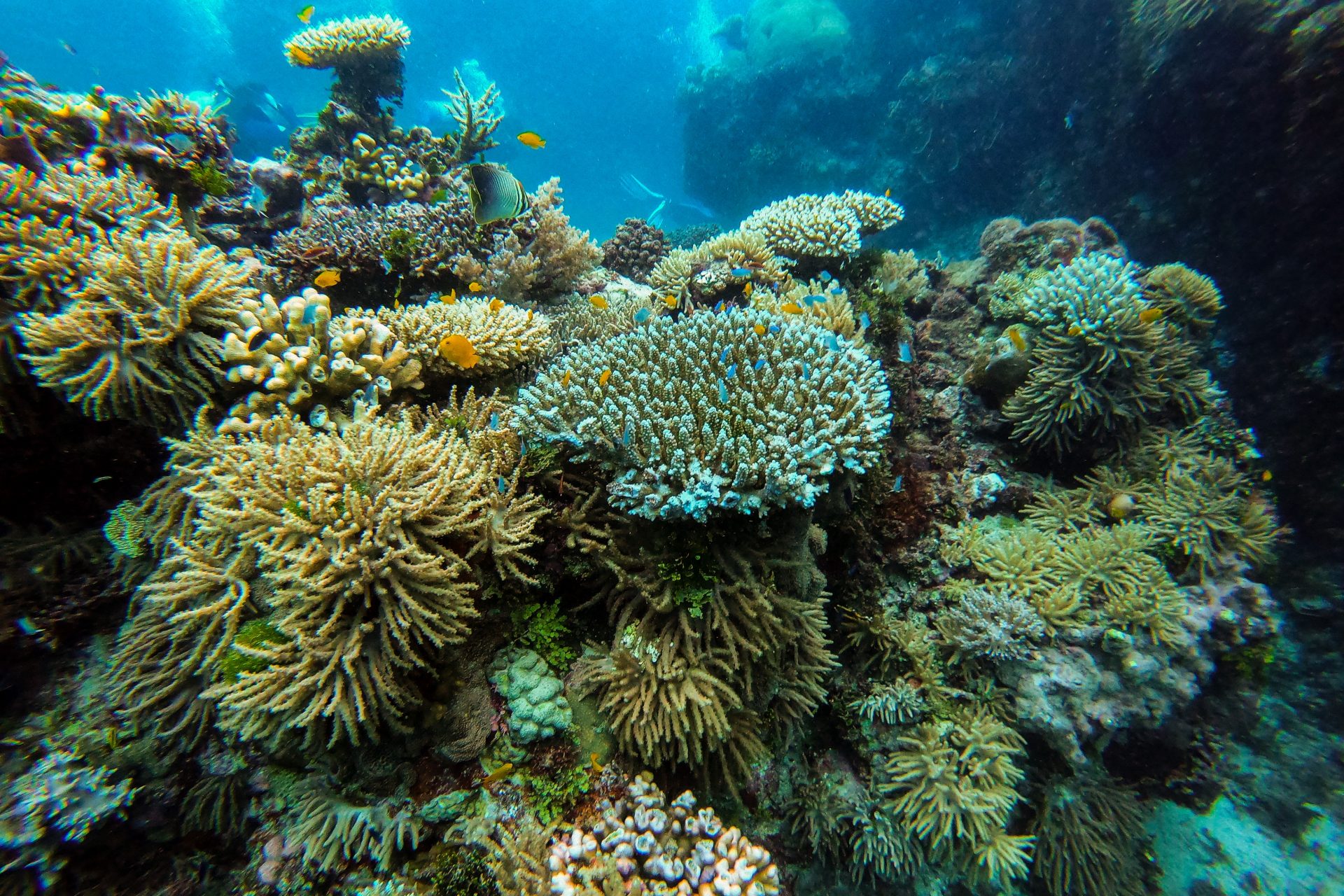 Gran Barrera de Coral, Australia