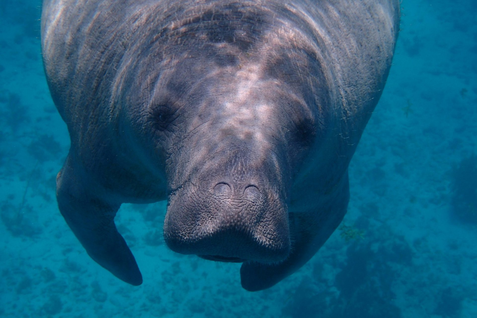 Dugongs 