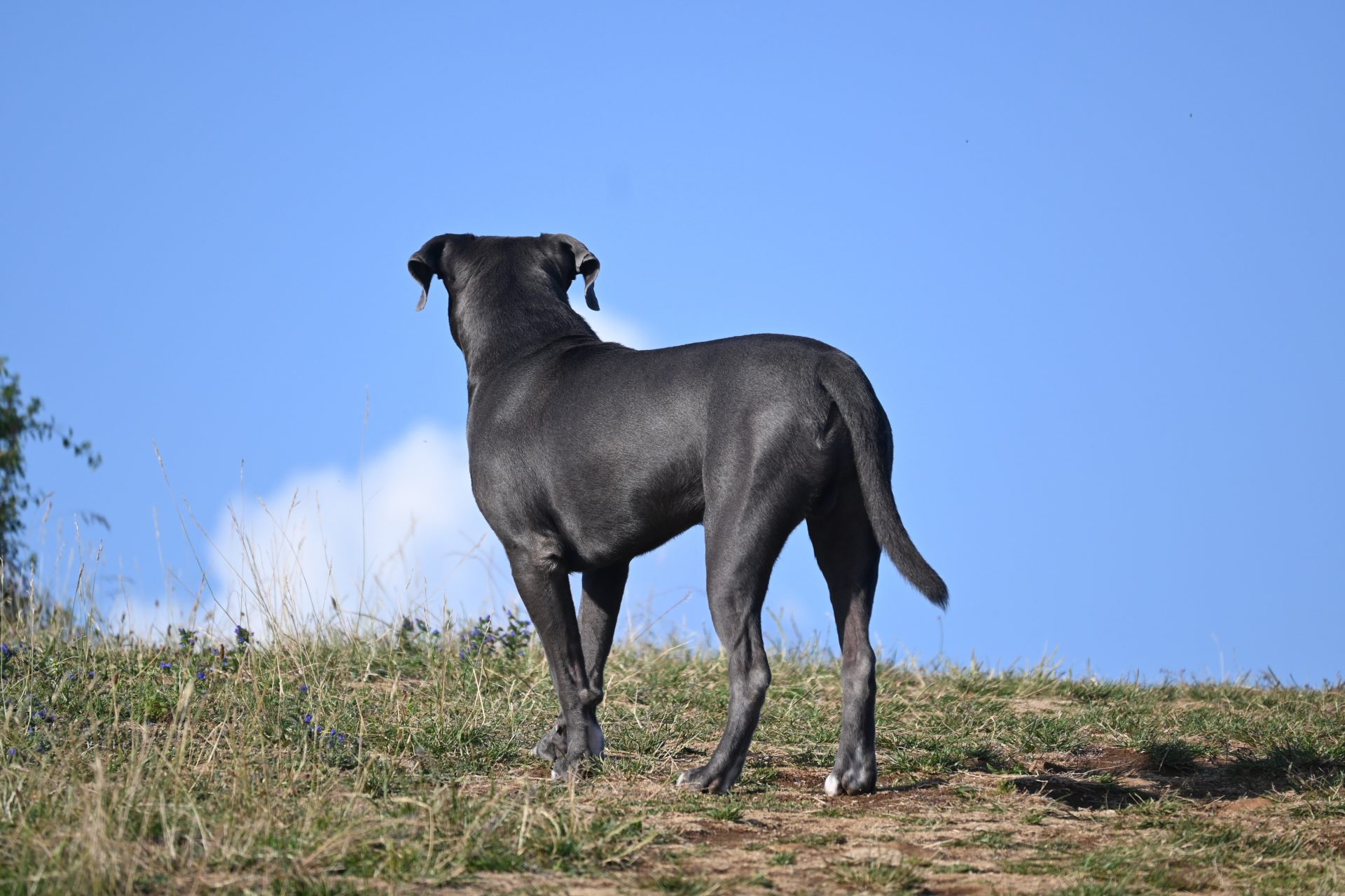 ¿Todos los perros van al cielo?