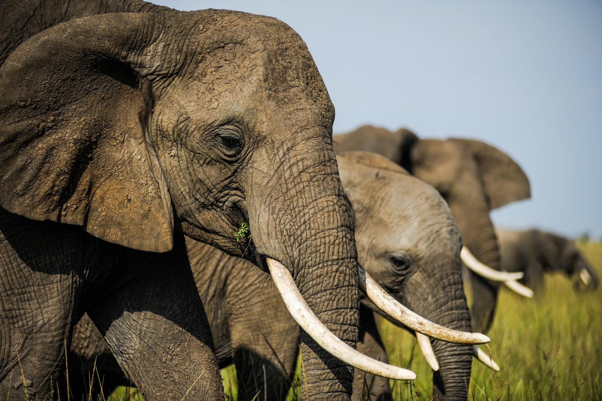 Neue Studie: Elefanten geben sich gegenseitig Namen
