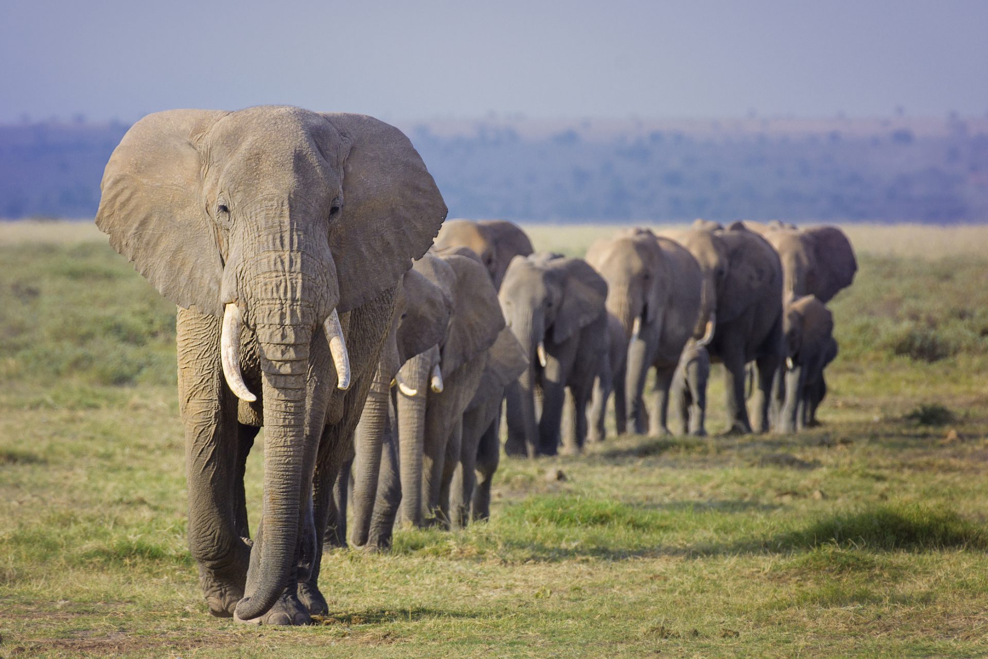 Hundreds of elephants died under mysterious circumstances and we didn't know why until recently