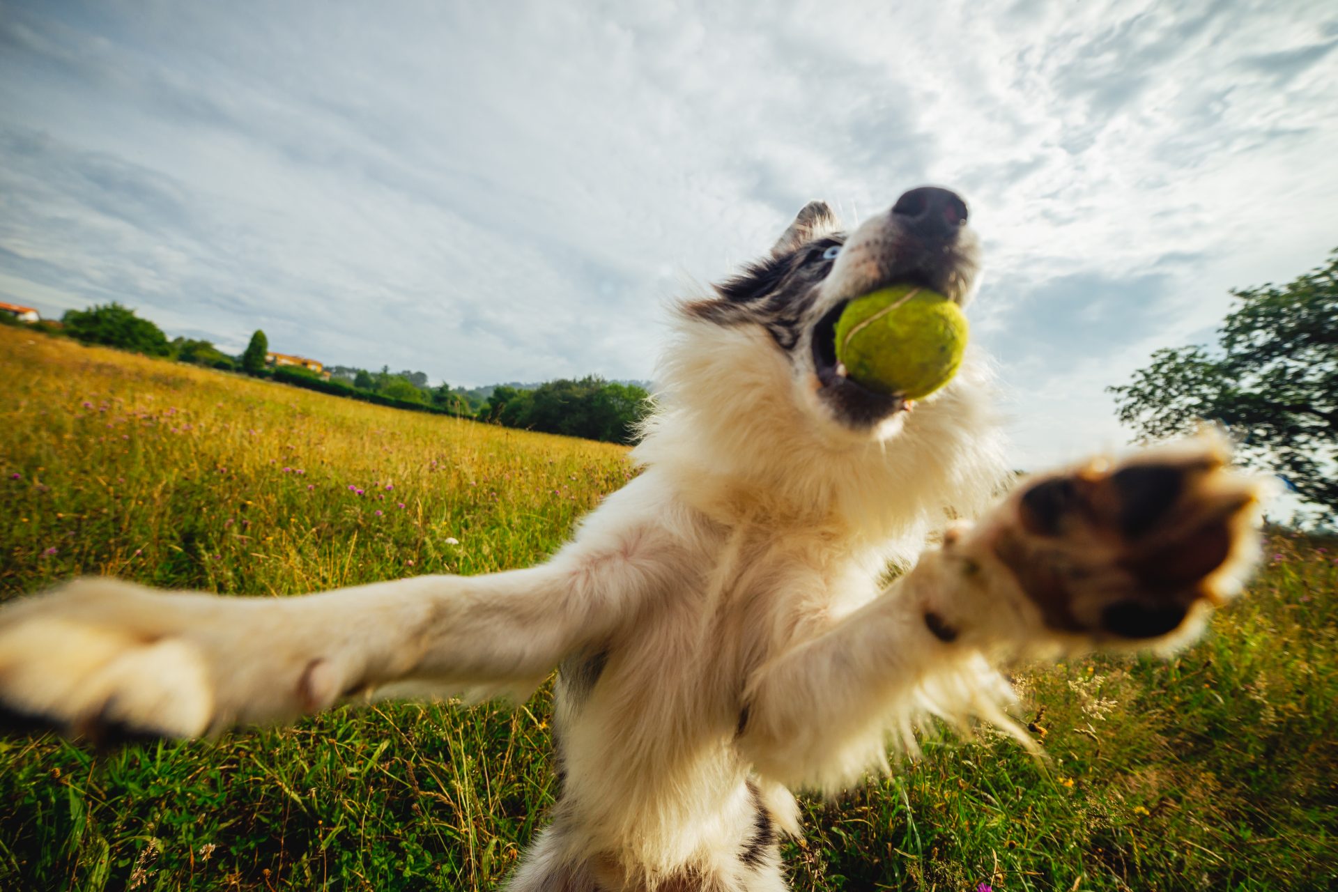 犬や猫にも利き手があるってほんと？