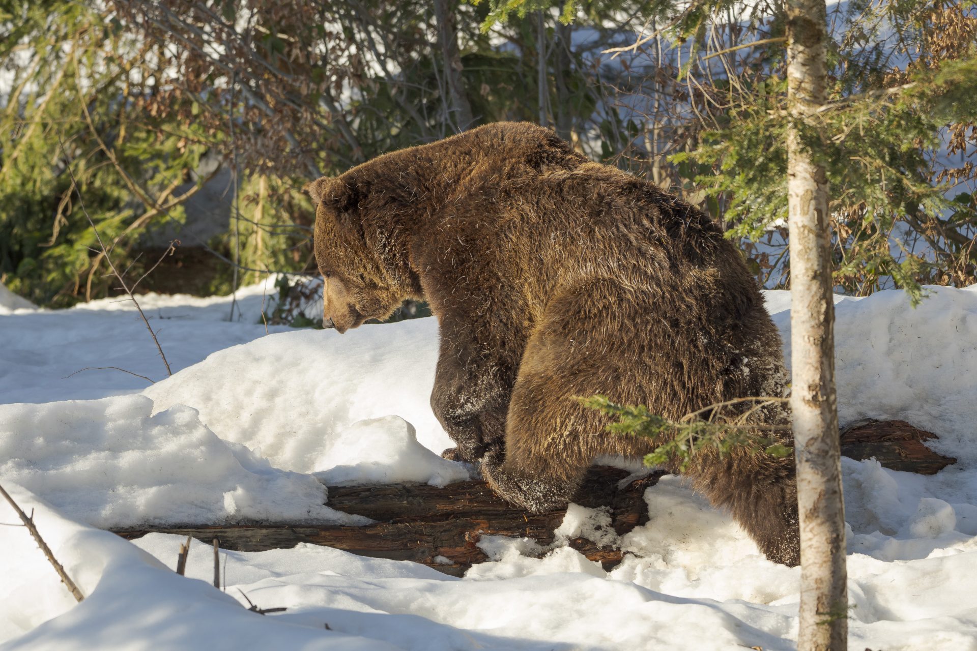 Les ours bruns