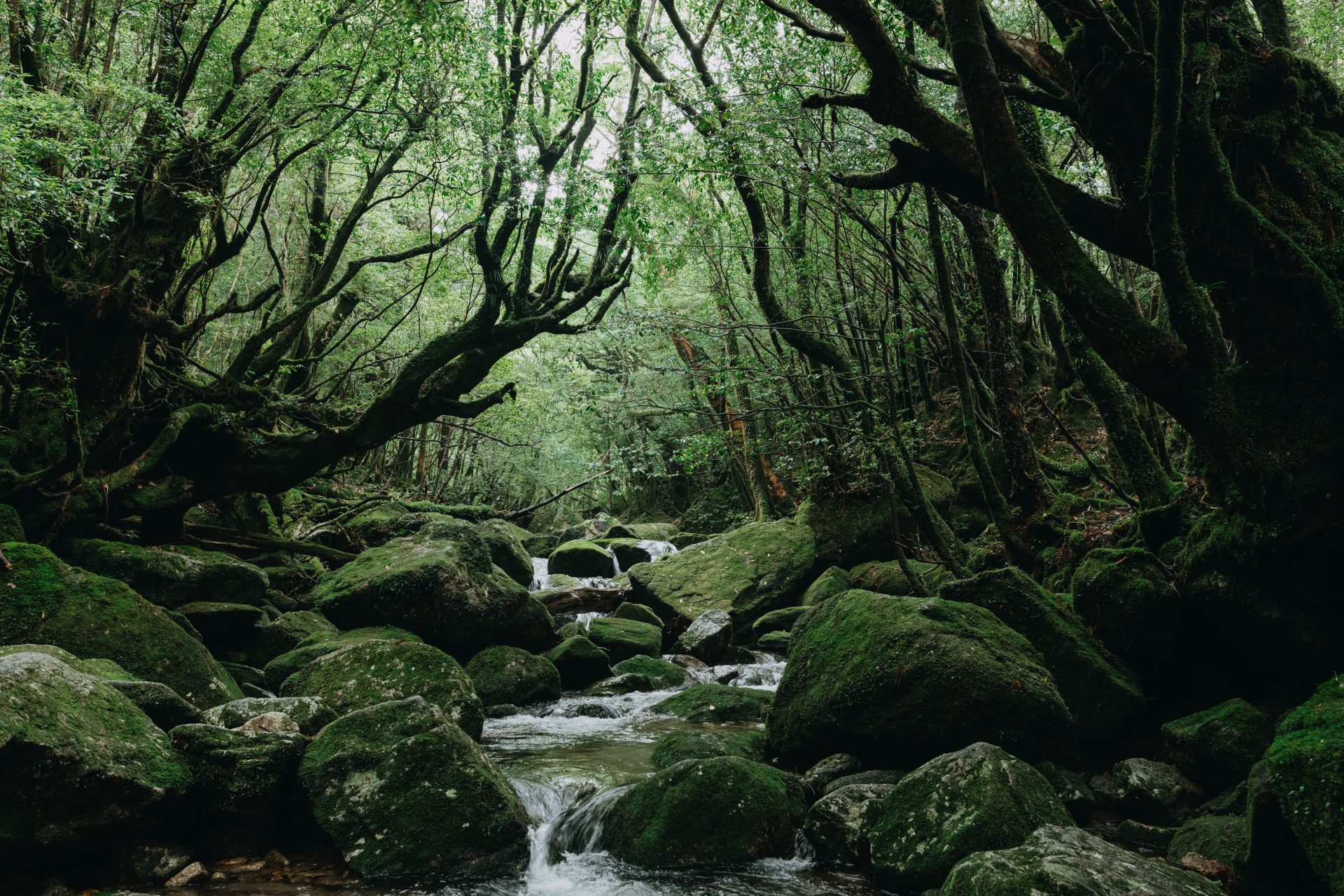 屋久島（鹿児島県）