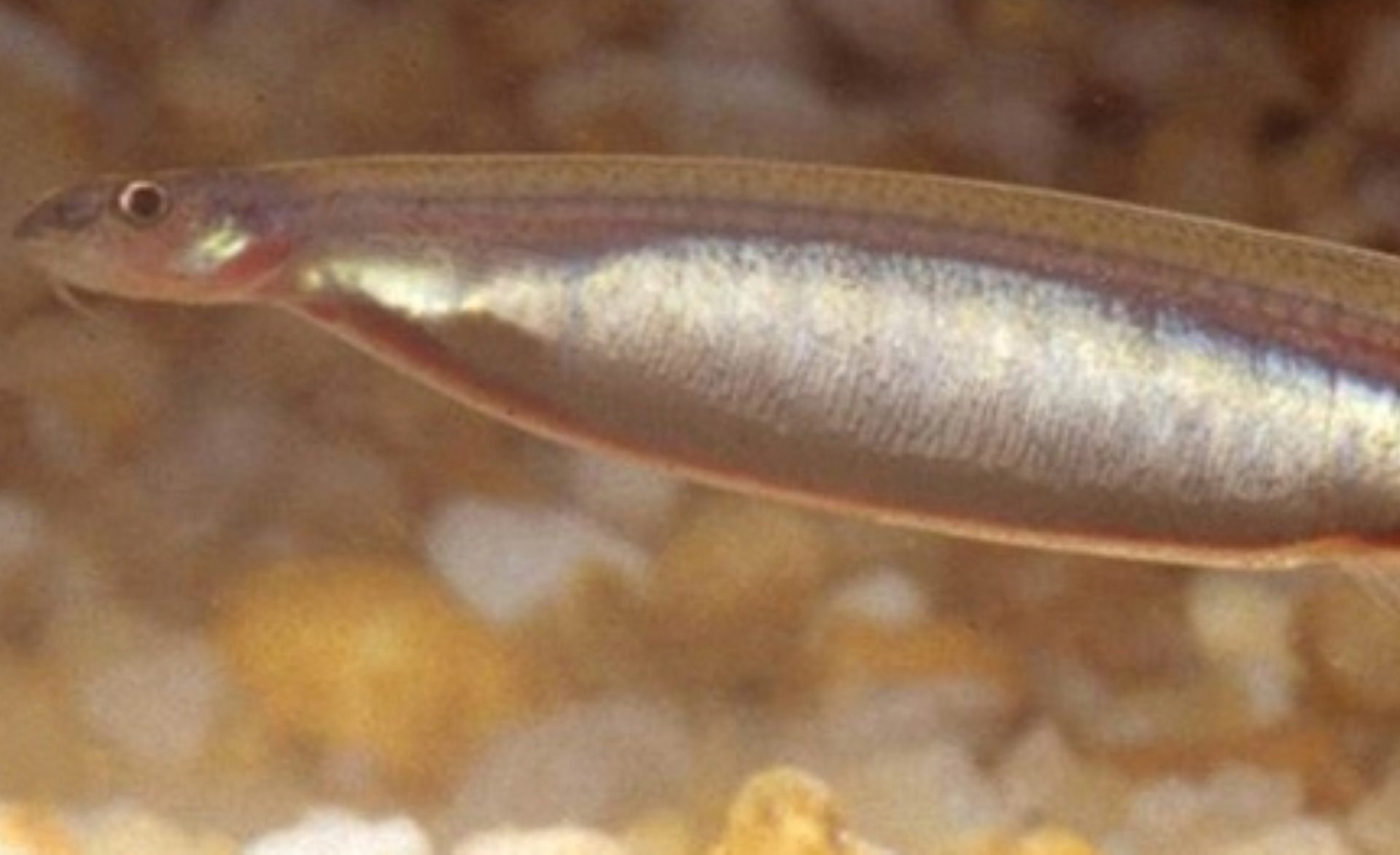 Candiru: The parasitic fish that might swim up your privates