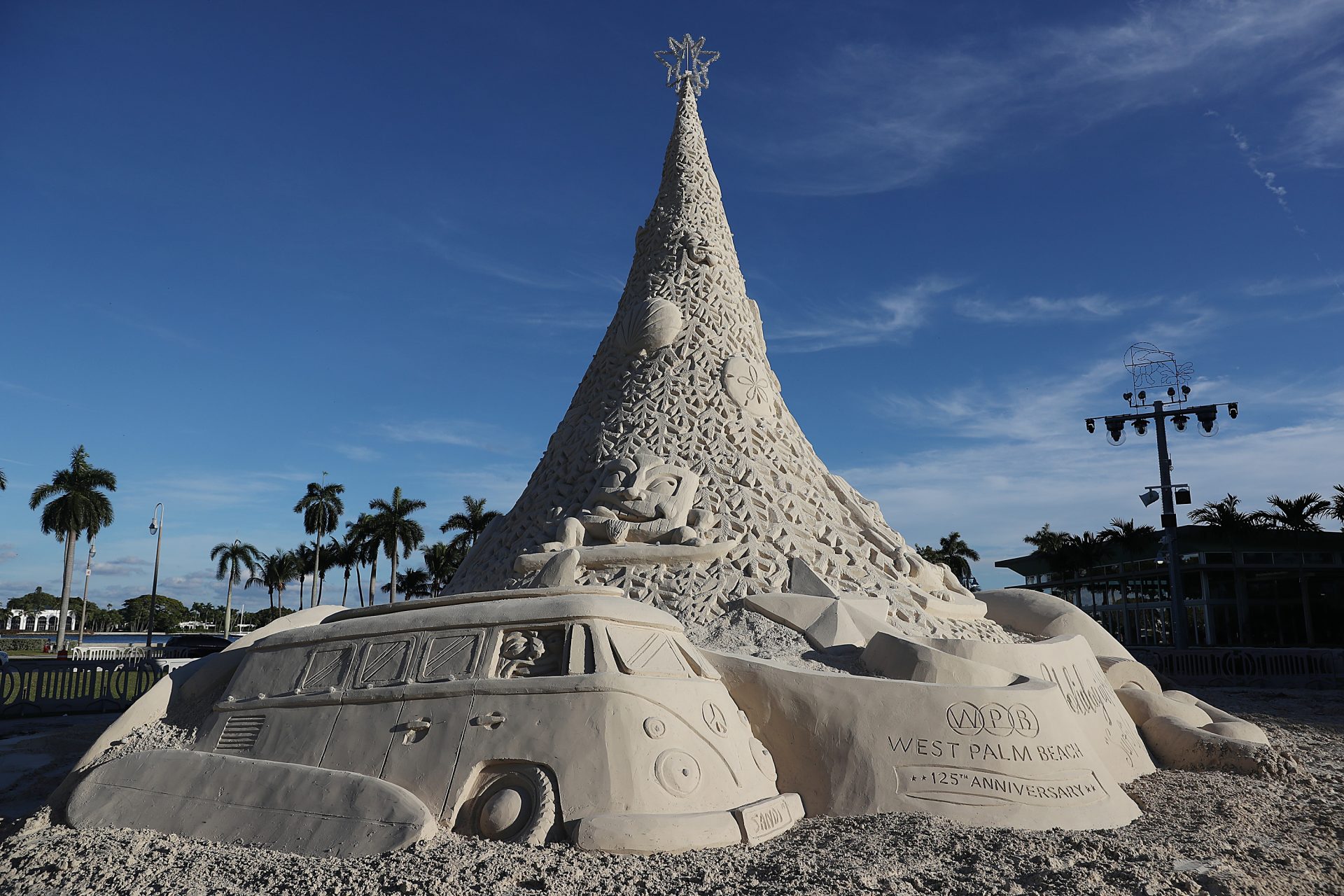 A sand tree in Florida