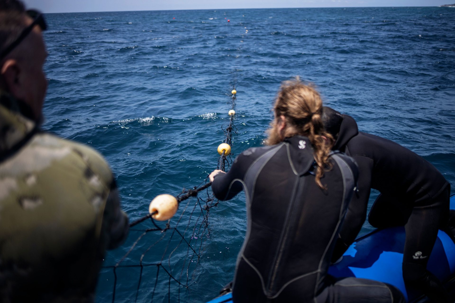 Shark nets kill more than just sharks