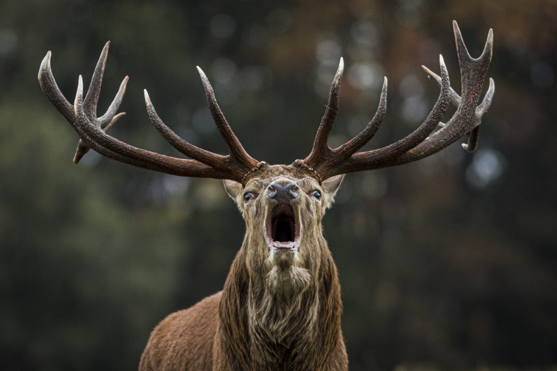 Wissenschaftler sind besorgt über die 'Zombie-Hirsch-Krankheit'' in den USA