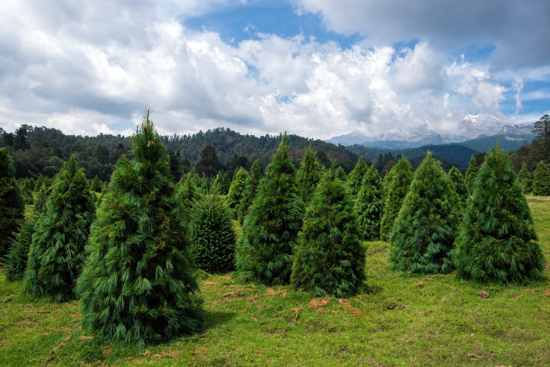 ¿Un impacto en la deforestación?