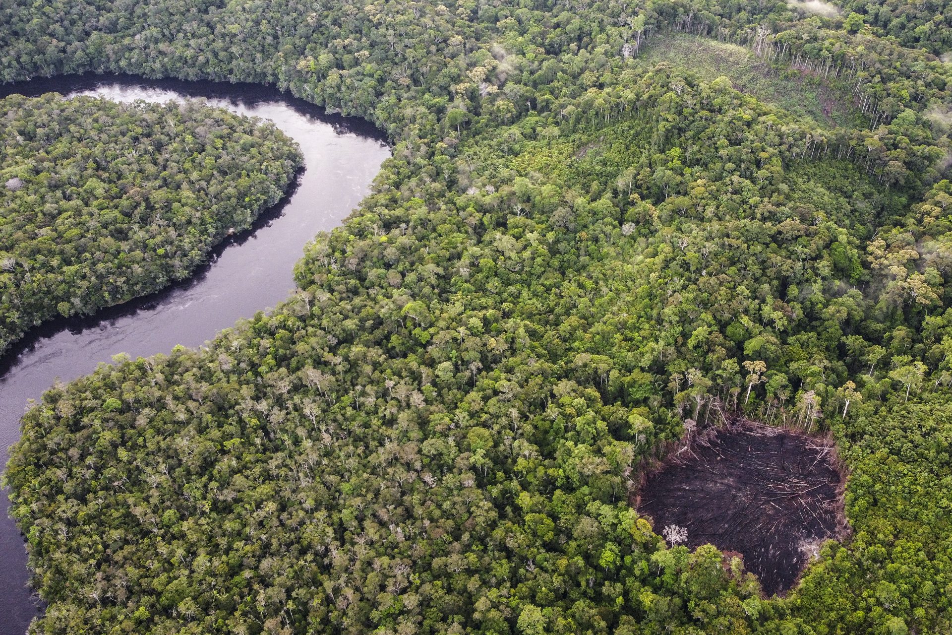 コロンビアでも森林破壊が減少