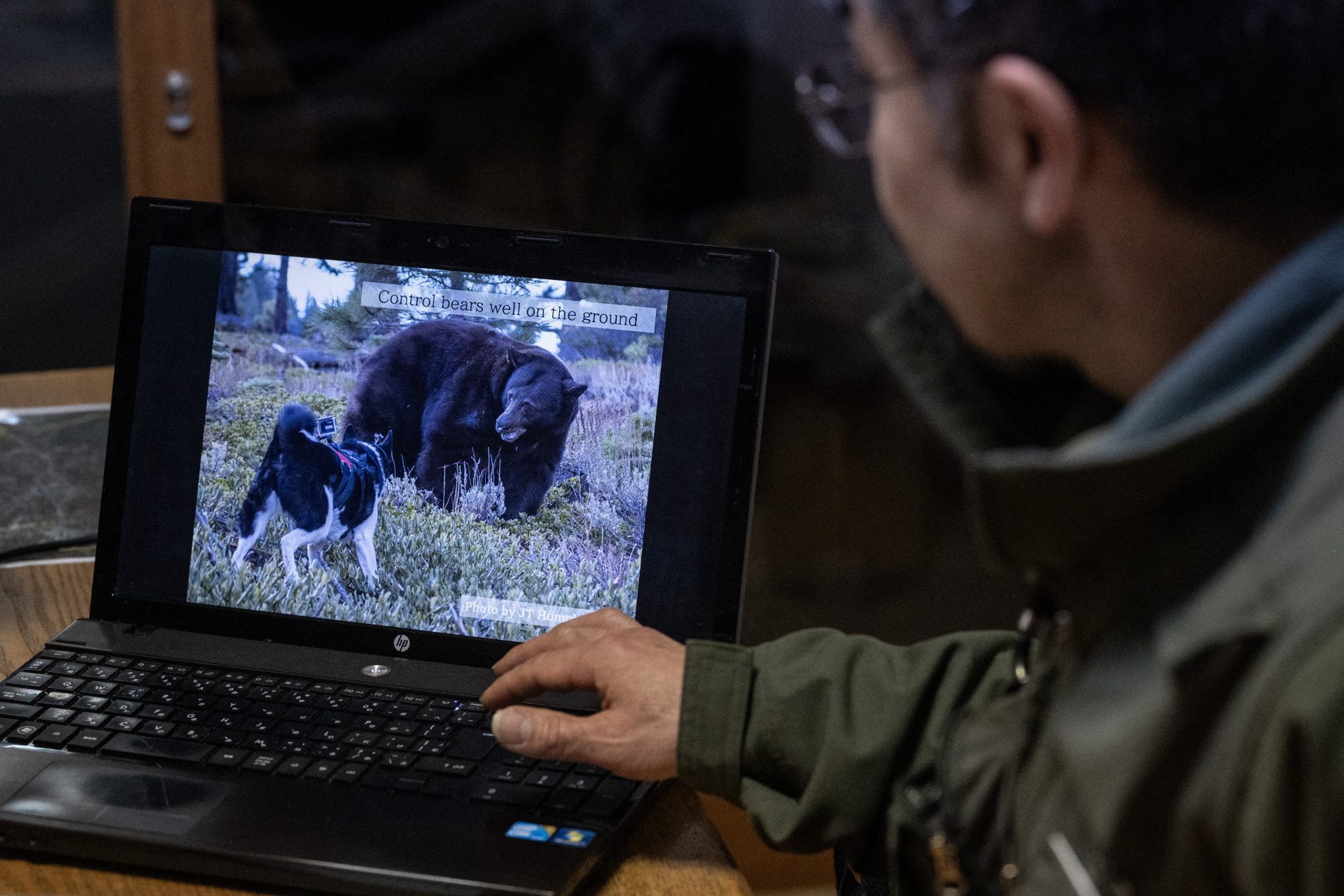 An ageing and shrinking human population means bears are flourishing 