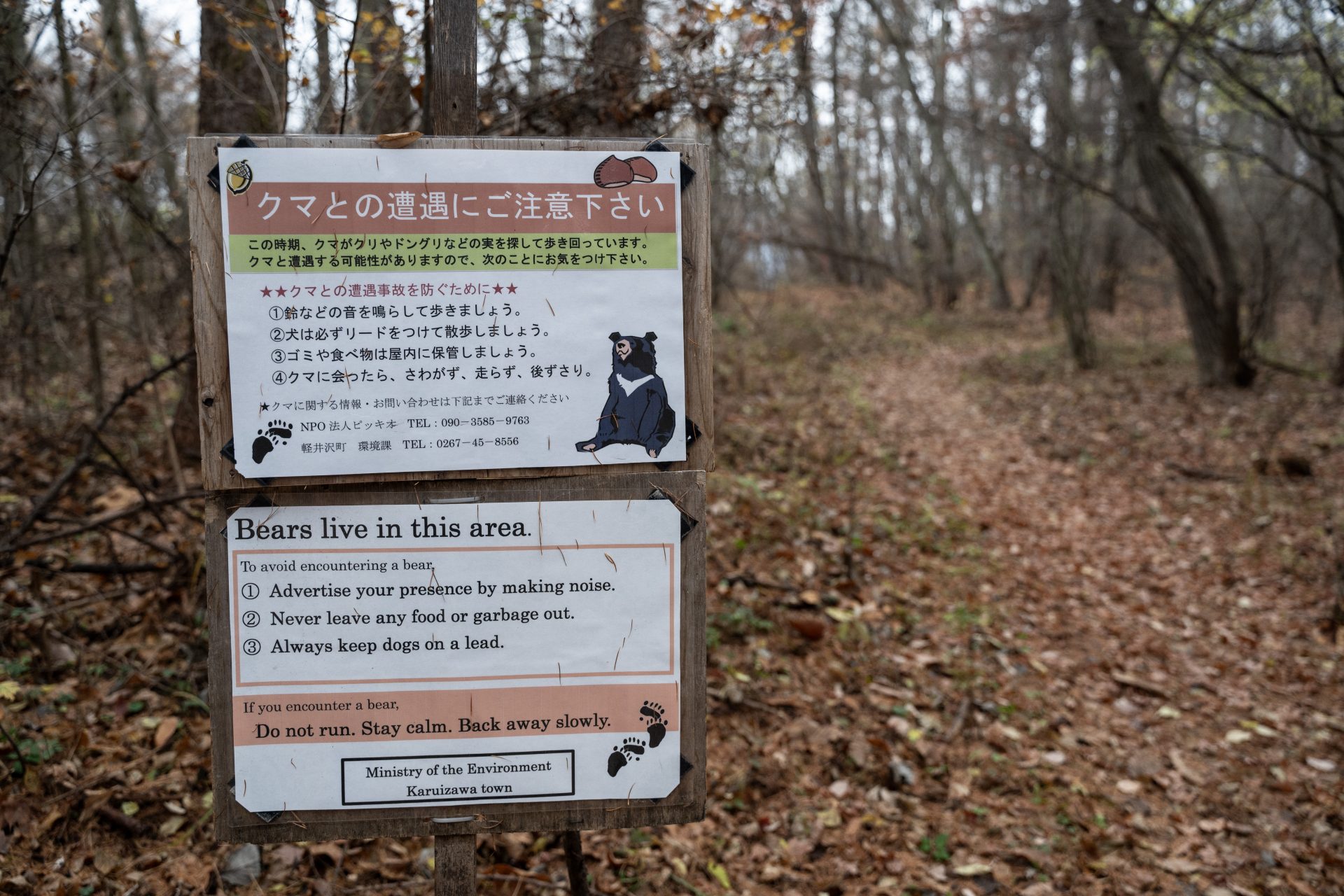 Japan has a serious bear problem