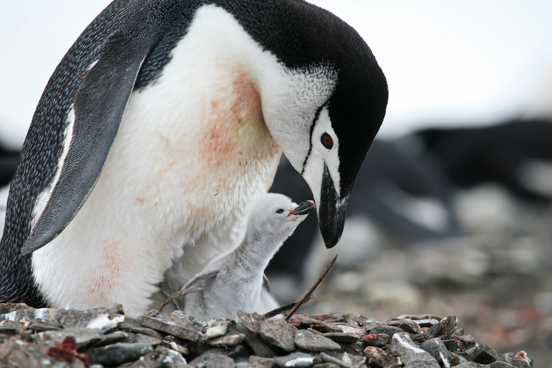 Pinguins dormem só 4 segundos; saiba o fascinante motivo!
