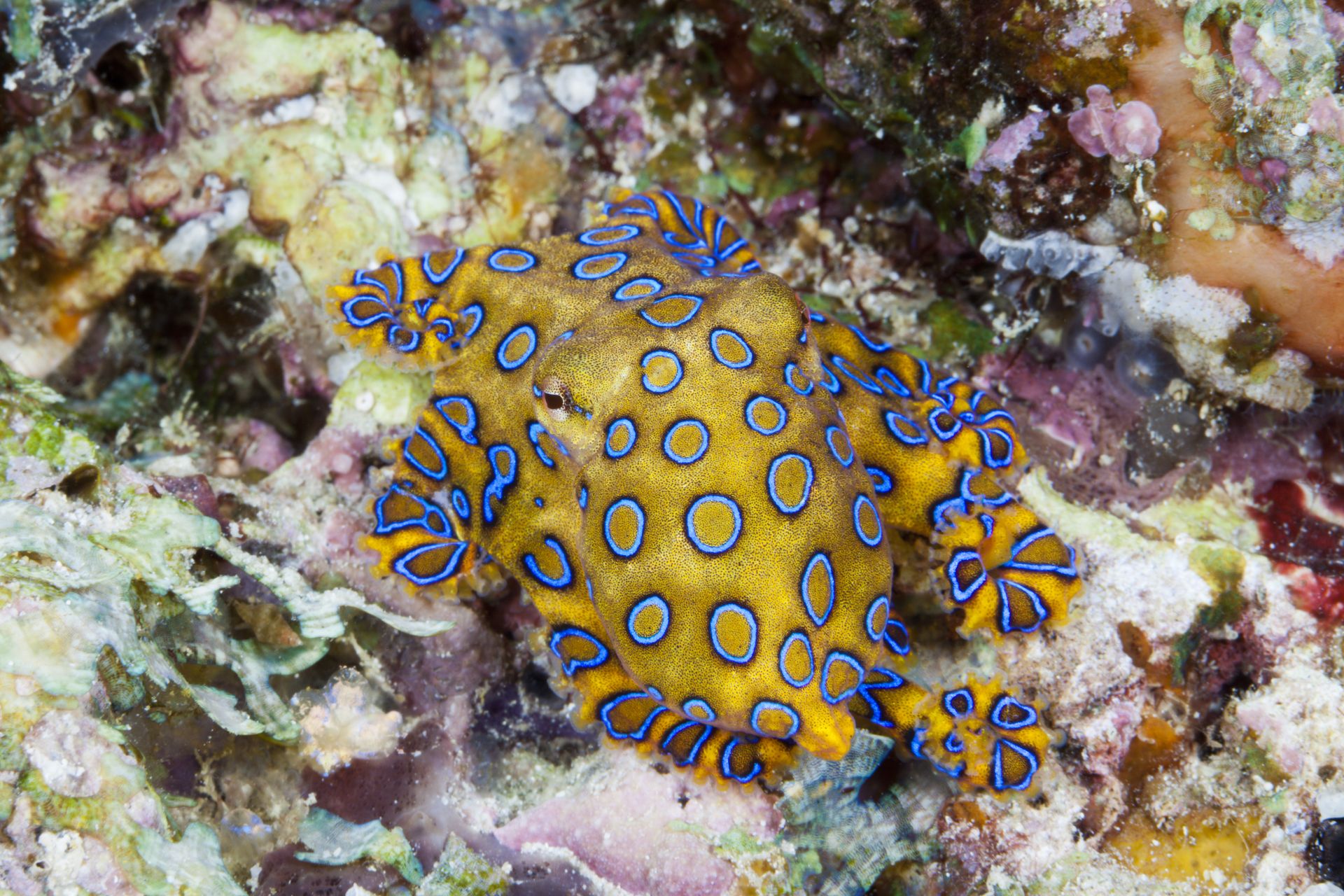 The blue-ringed octopus