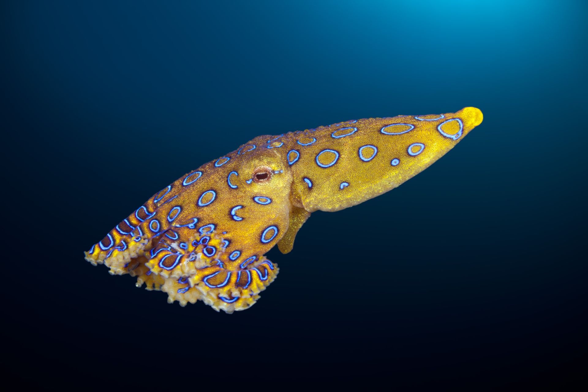 The blue-ringed octopus, a deadly species found mainly in Australia