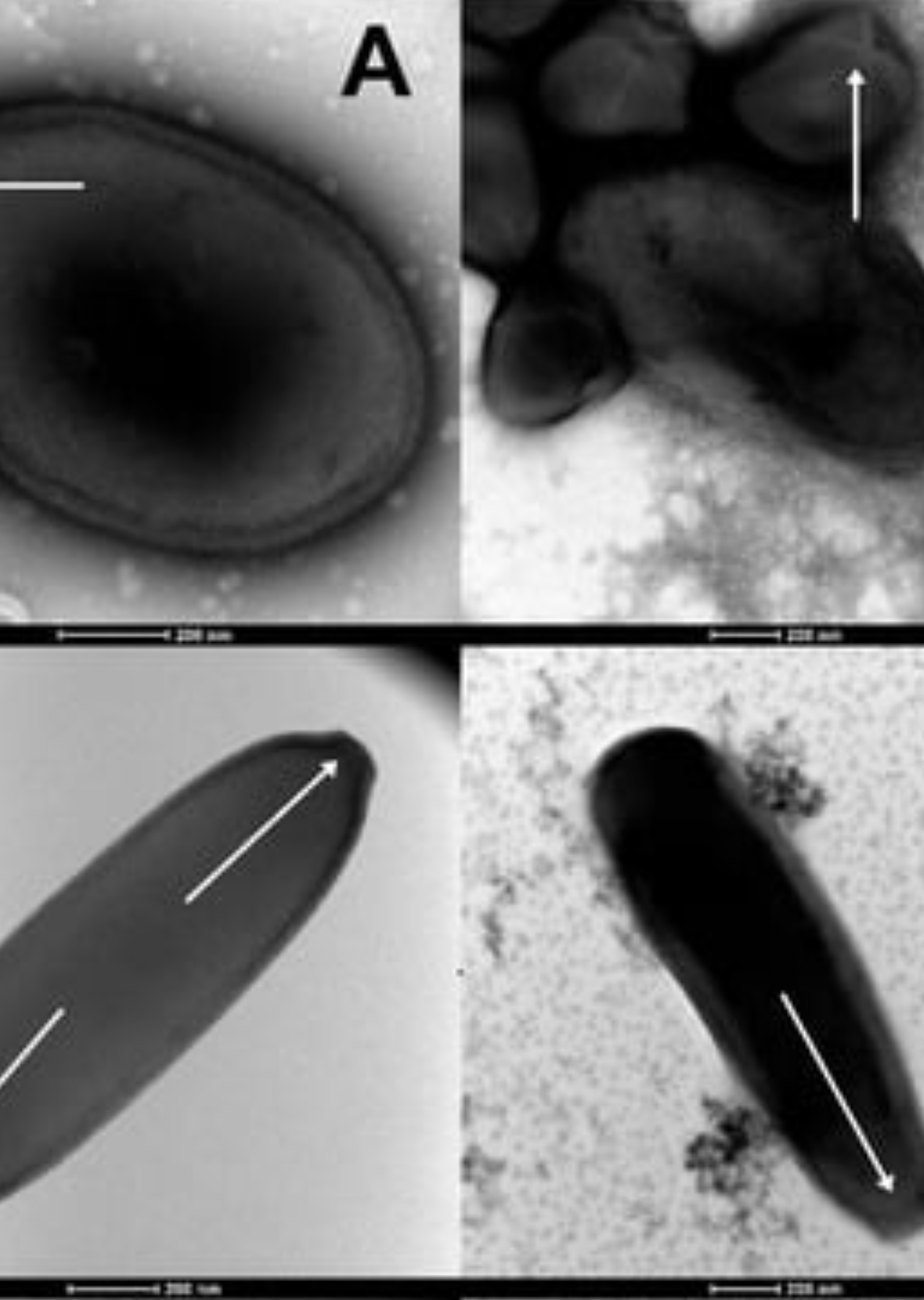 Le plus vieux virus date de 48 000 ans 