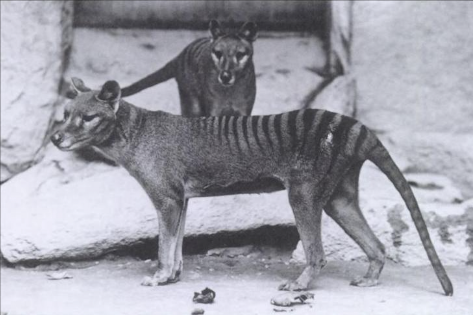 Le dodo, le mammouth laineux et le tigre de Tasmanie