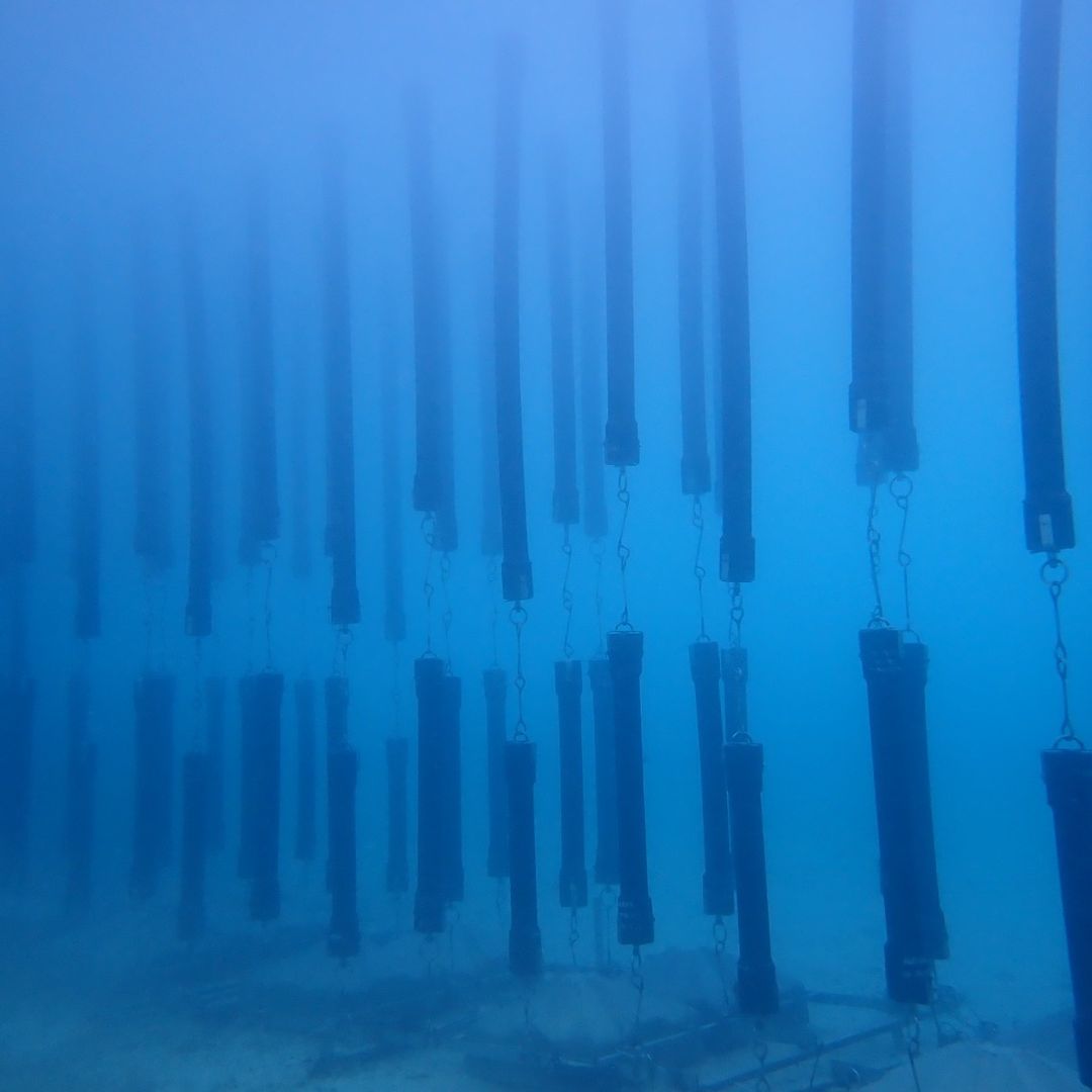 The barrier also looks like a kelp forest 