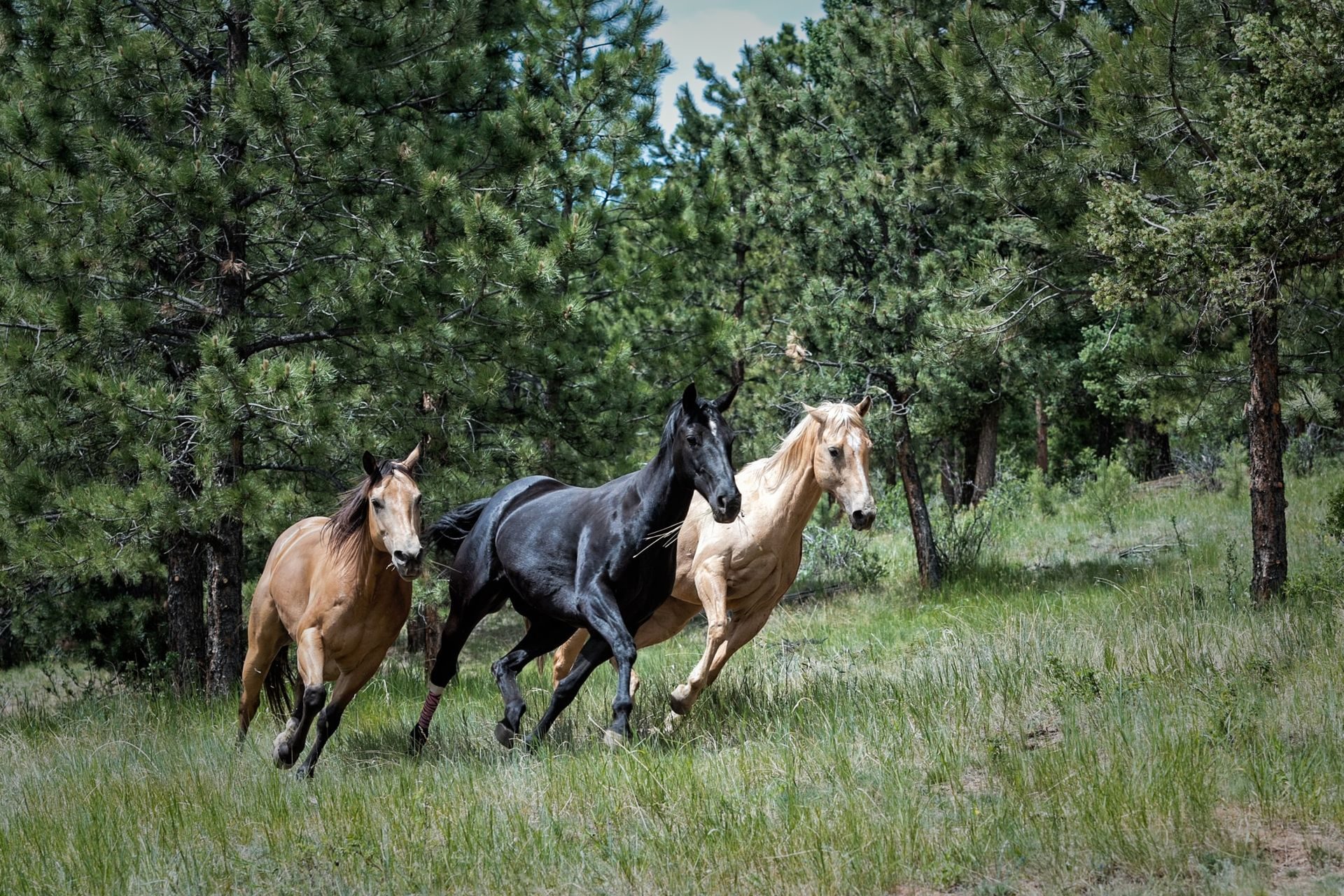 L’horrible rumeur de mutilations de chevaux