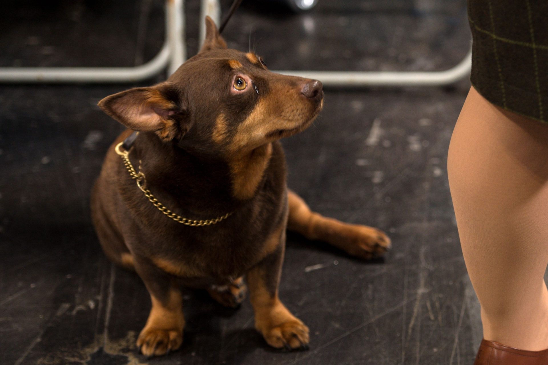 Une nouvelle race de chien vient d'être découverte !