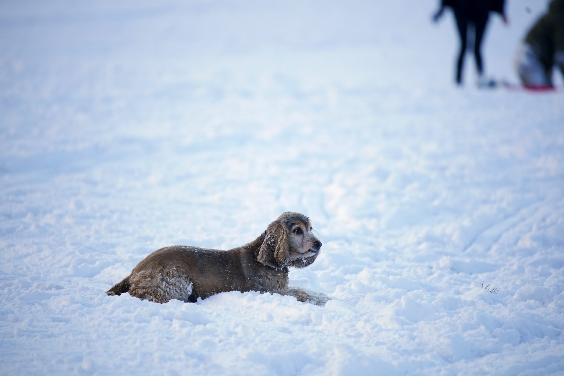 Freude am Schnee