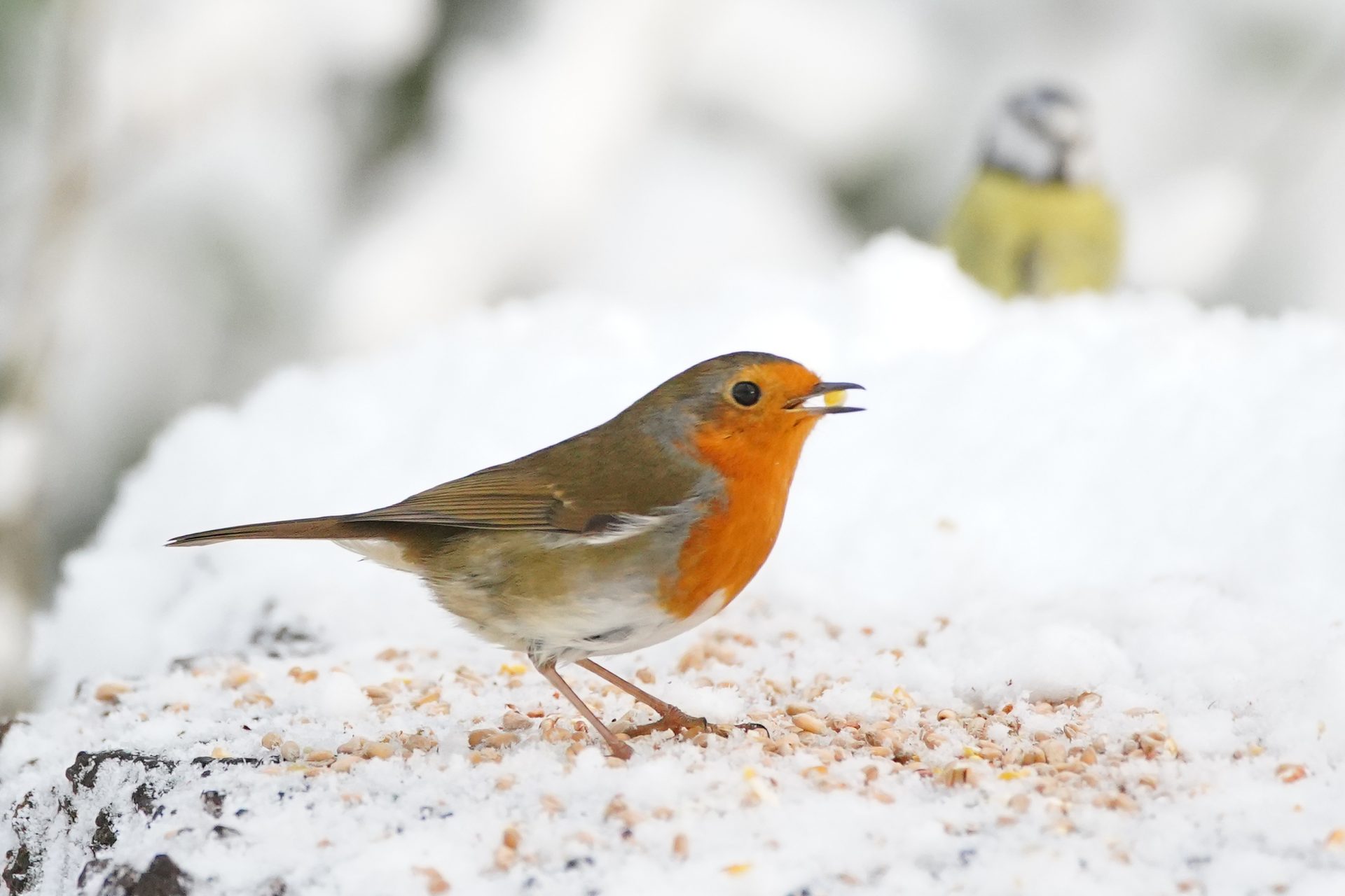 Pájaro en la nieve