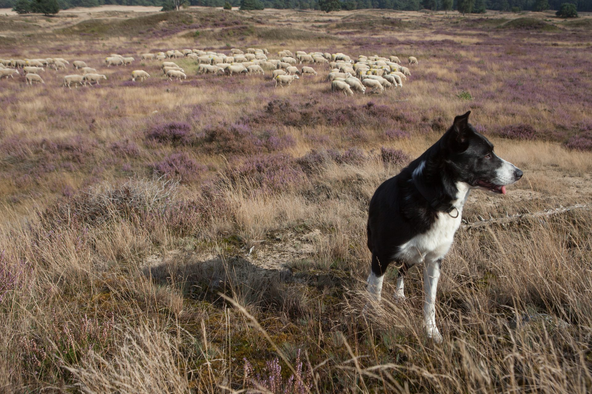 Un chien très actif