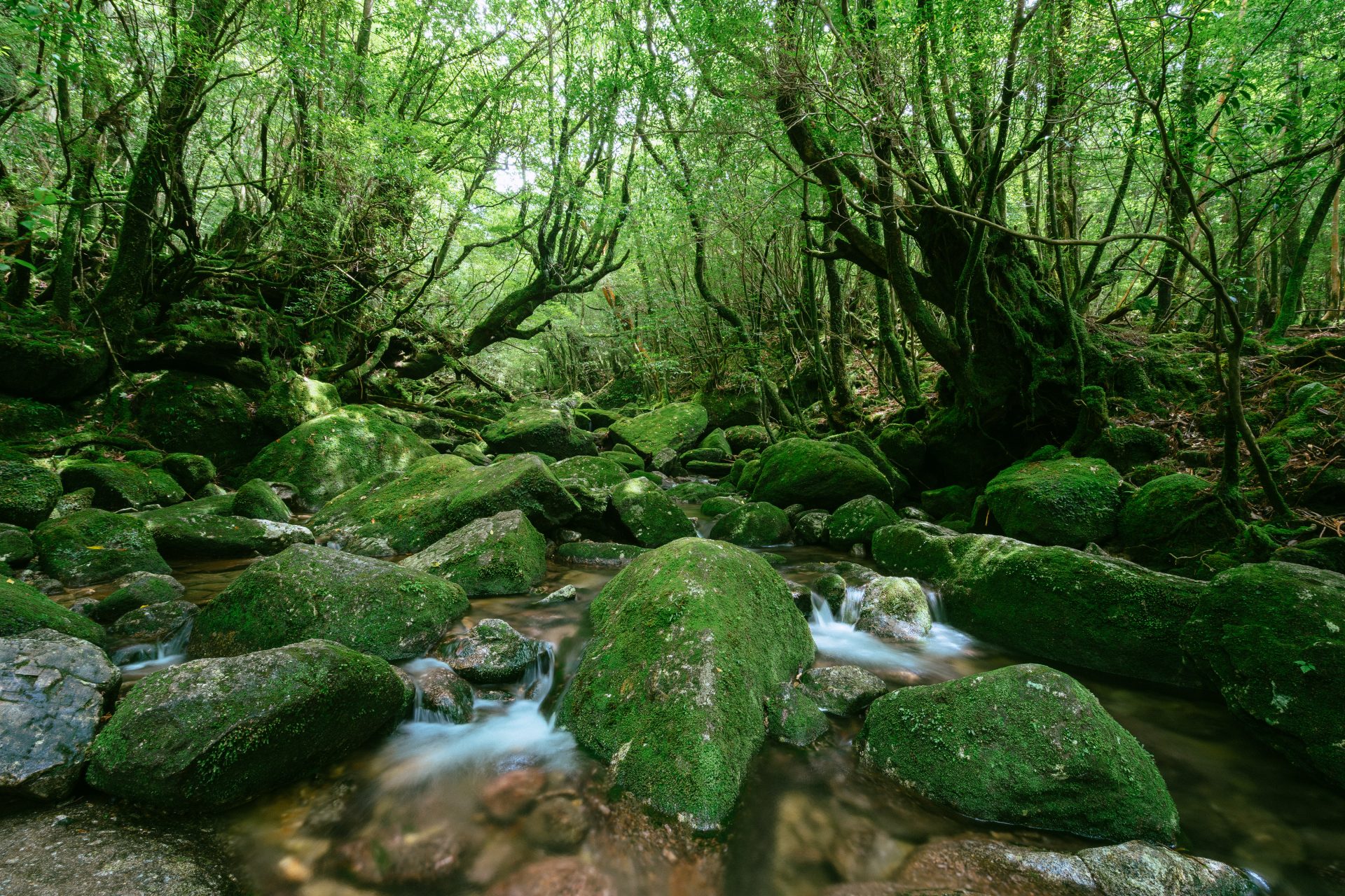 屋久島