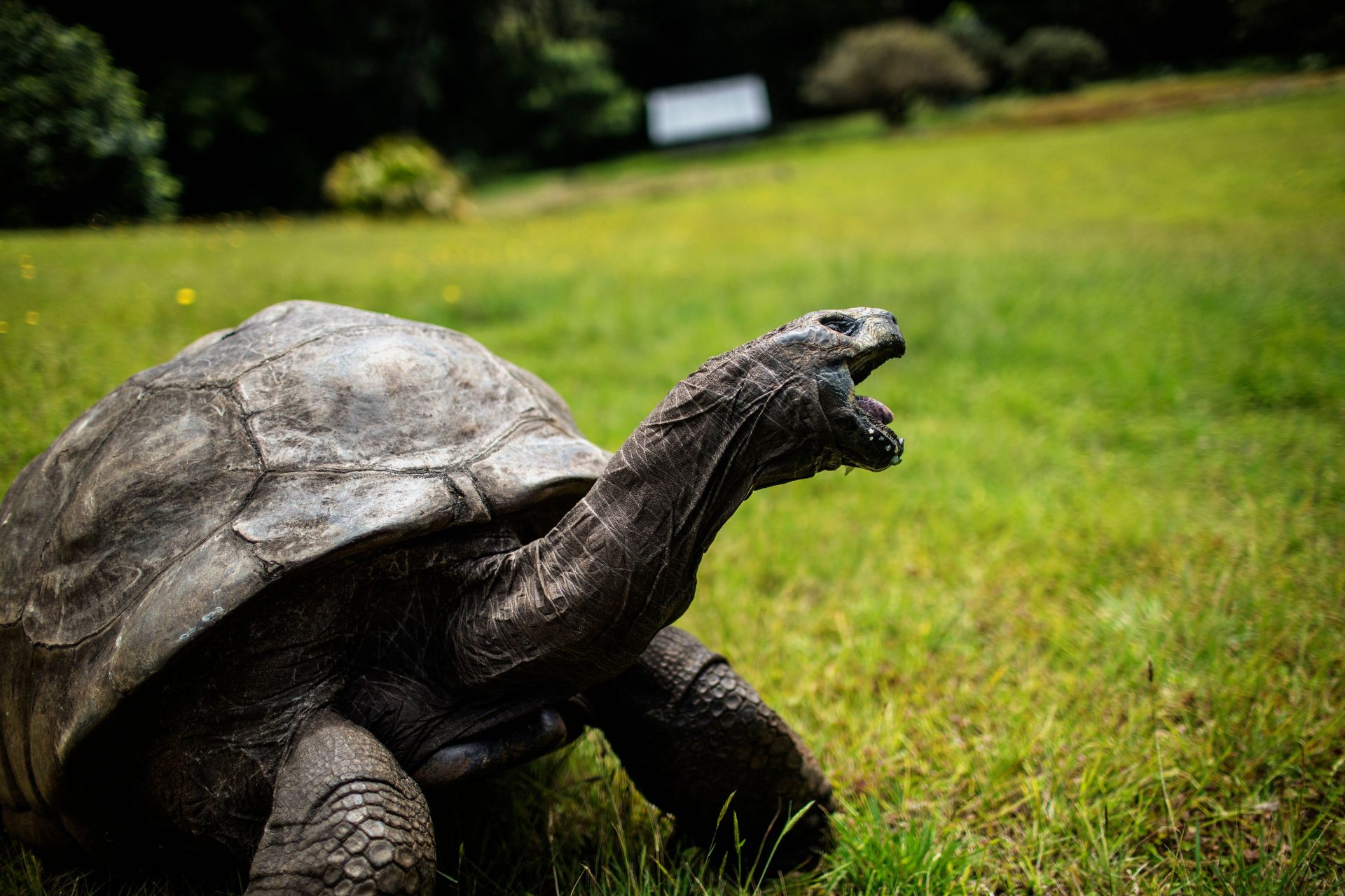 At 192 Jonathan the tortoise is the world's oldest living land animal