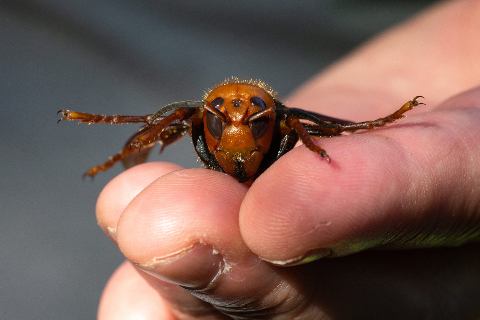 Murder hornets and slaughter attacks