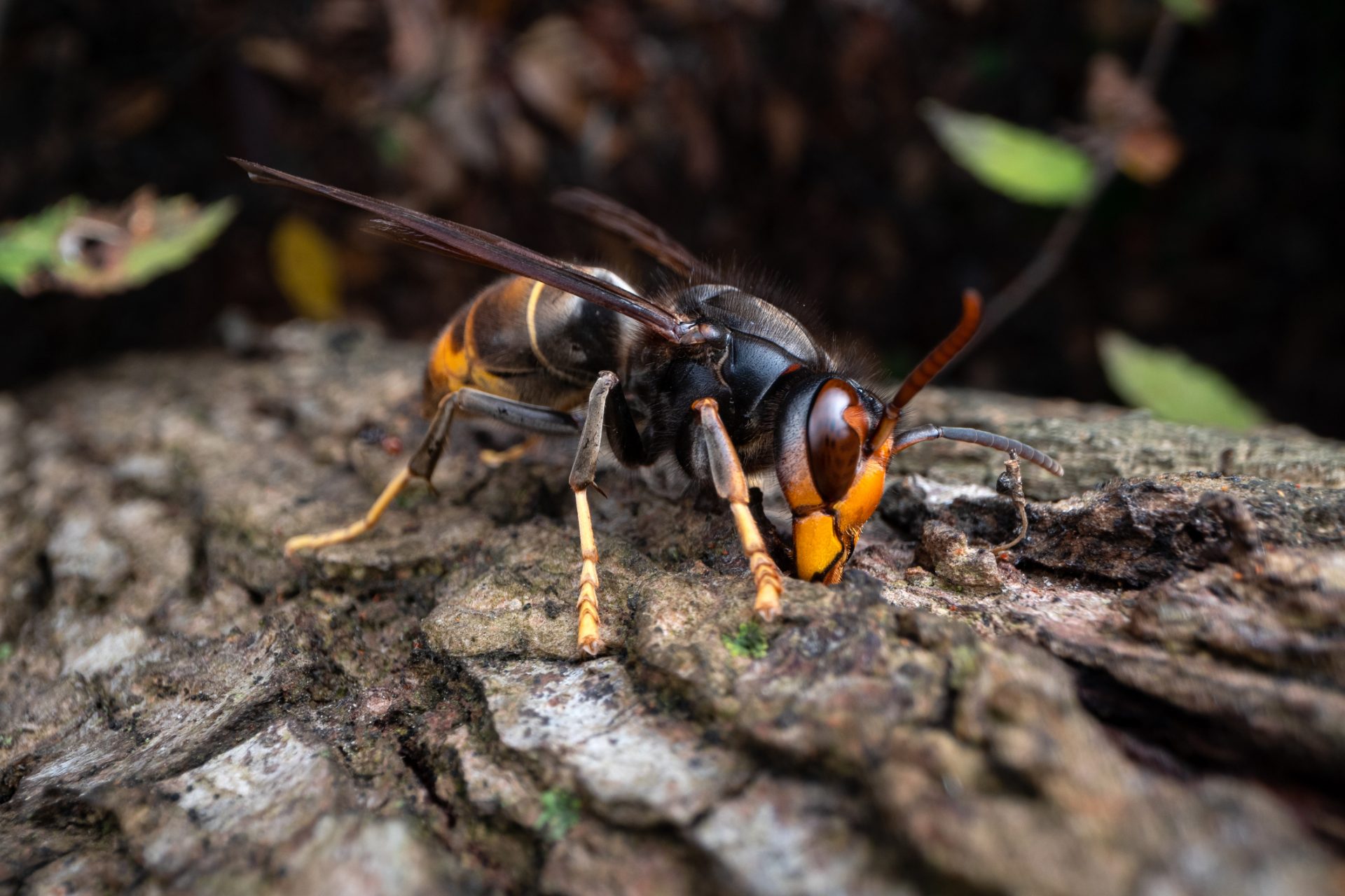 A problem for the North America's ecosystems