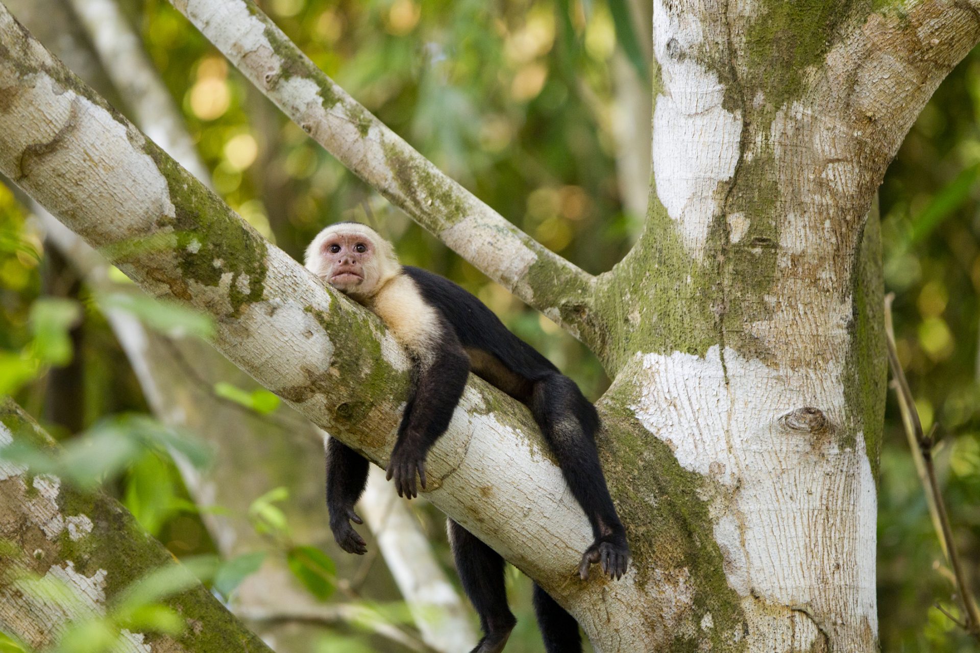 Península de Osa, Costa Rica