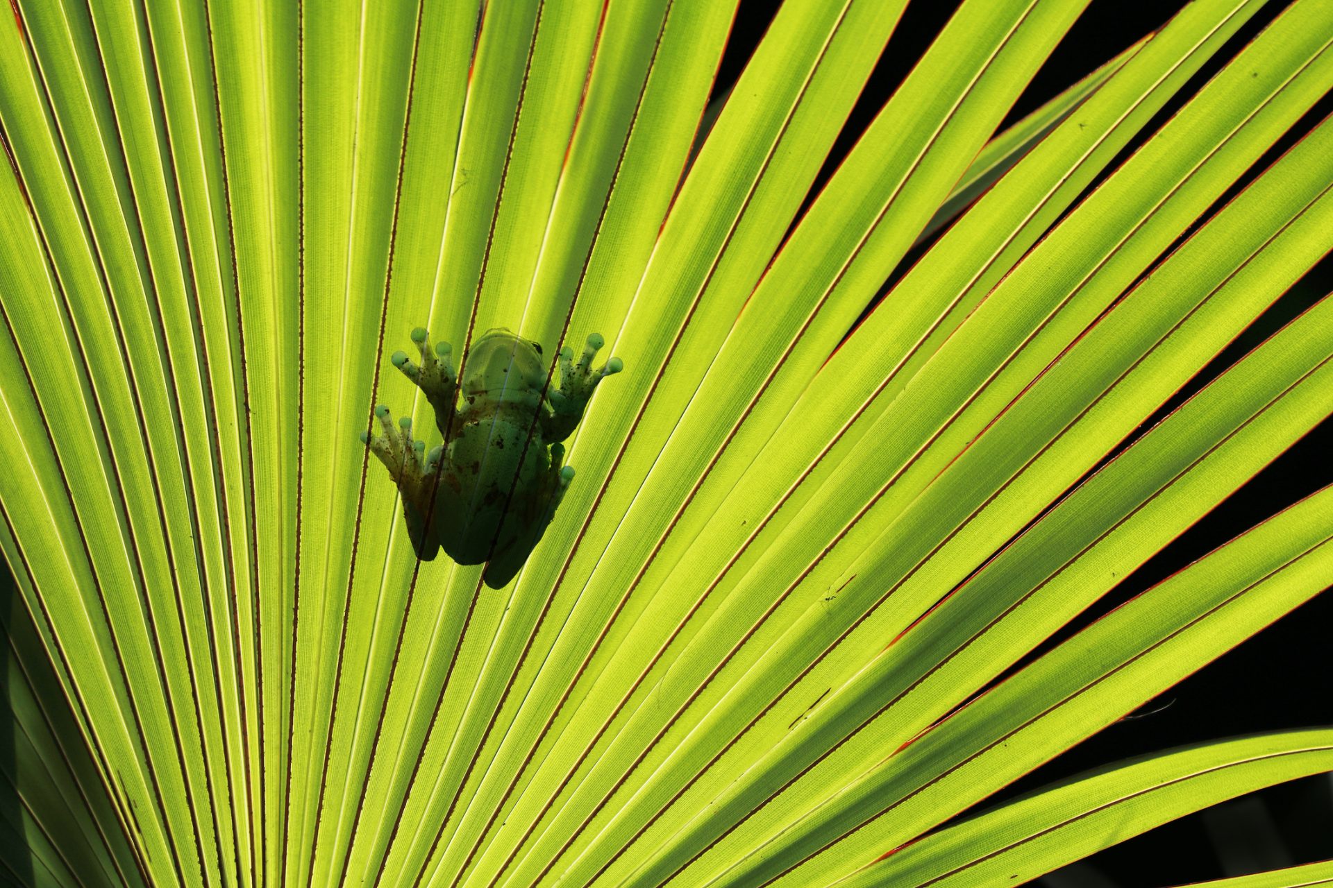 Parque Nacional Madidi, Bolivia