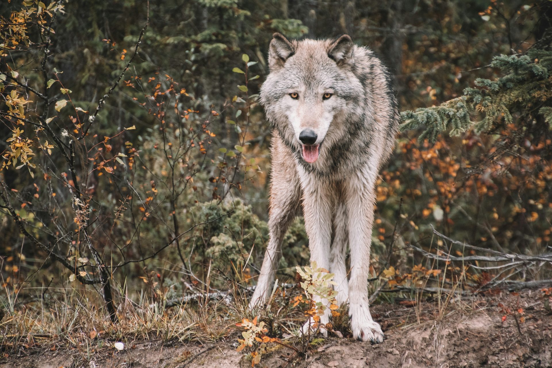The gray wolves of Chernobyl