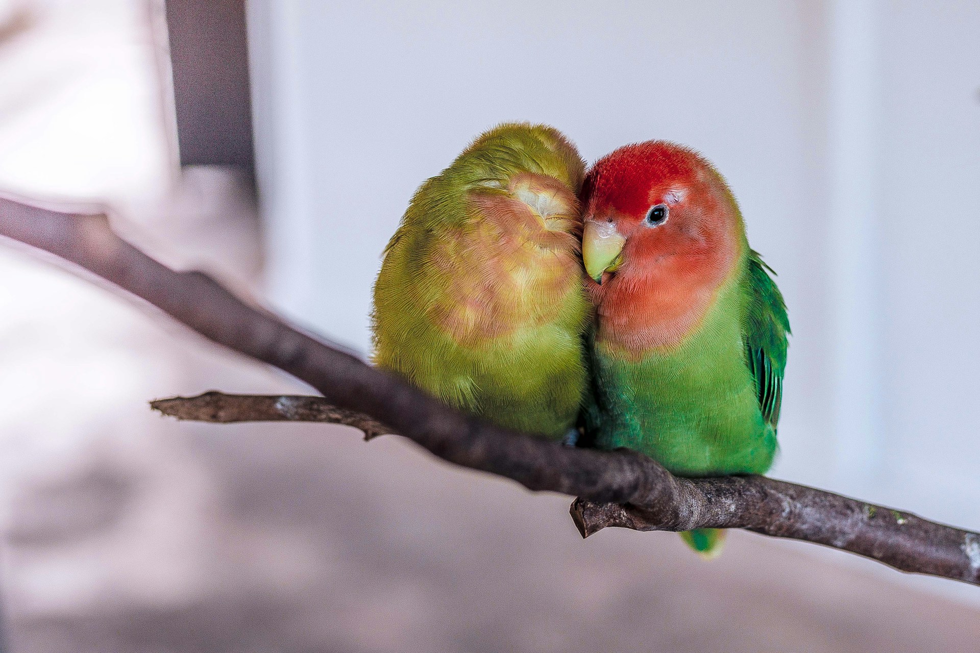 Two lovebirds in a cage 