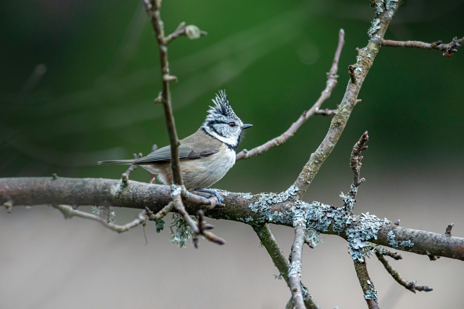 Un posible depredador para aves locales