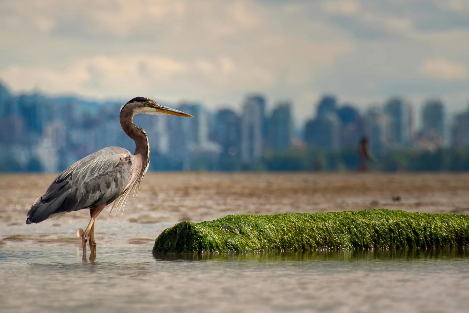 La competencia de Flaco y las aves por sobrevivir en NY