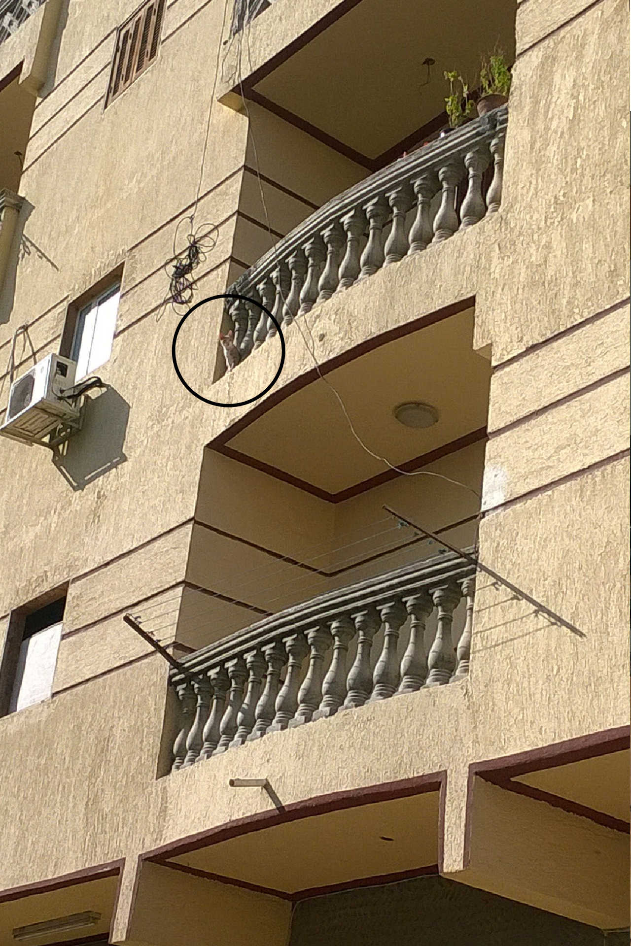 Eine Balkonkatze