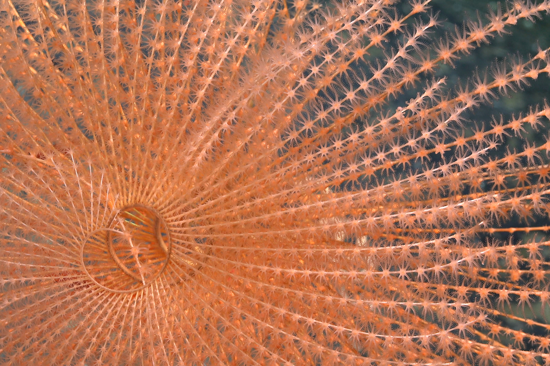 Coral em espiral 
