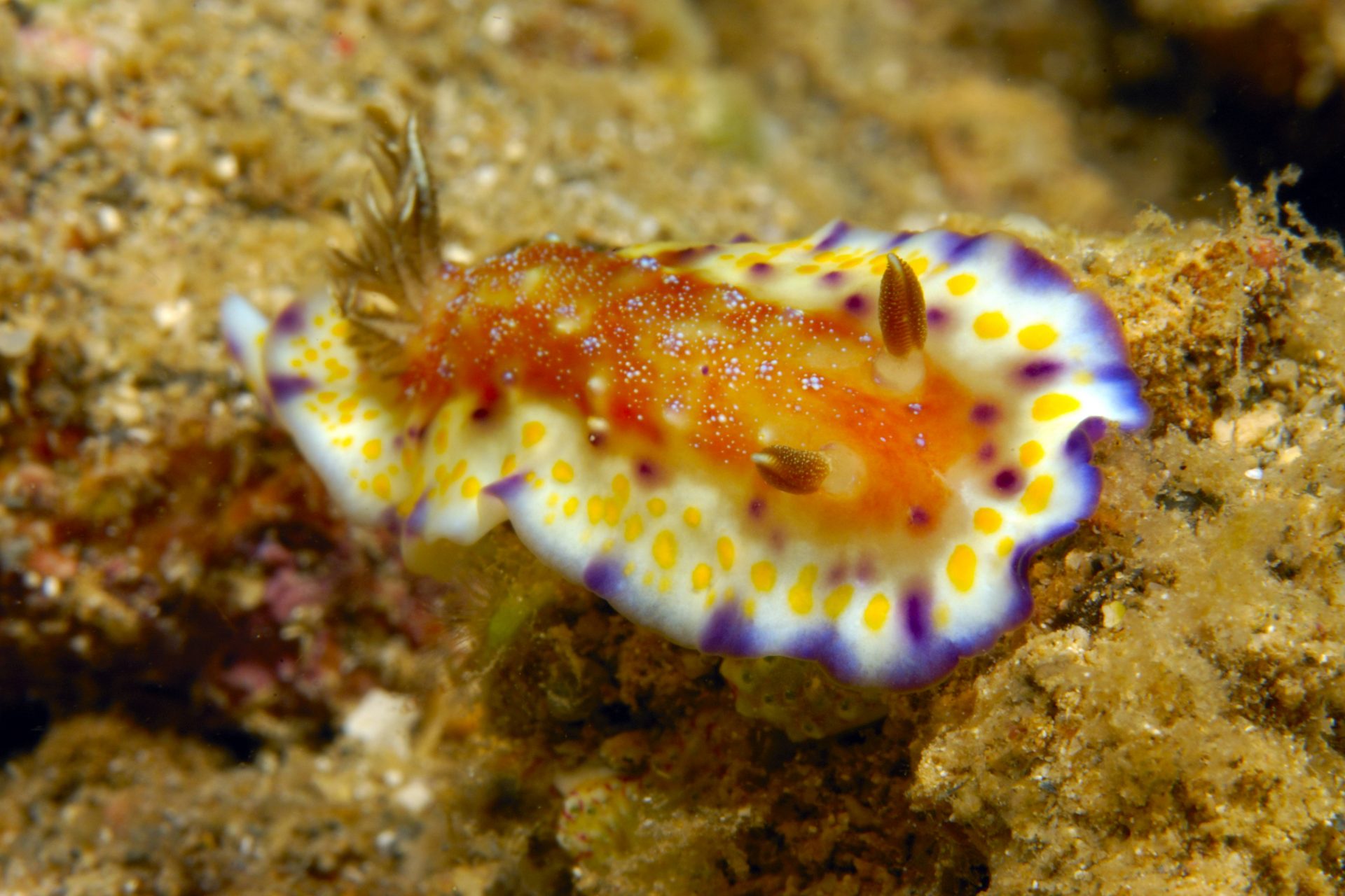 Red catfish sea slug