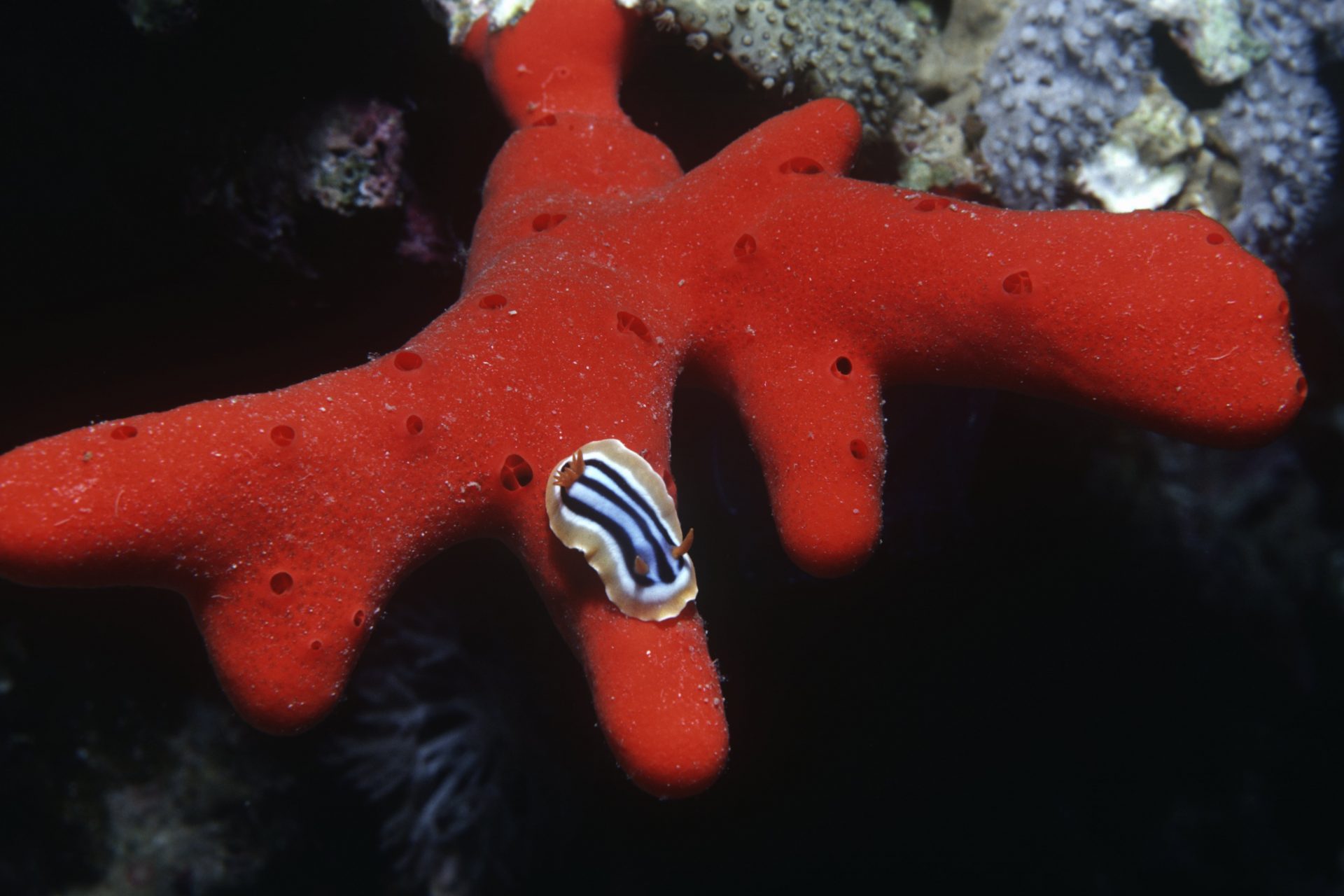 Sea slug standing on a sponge