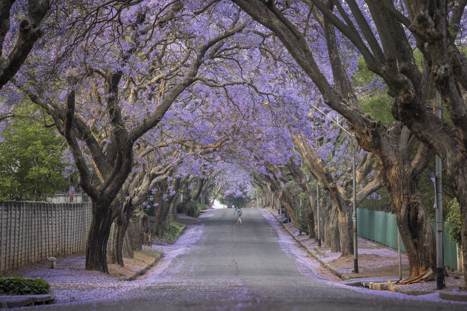 Jacaranda-Blüten in Südafrika