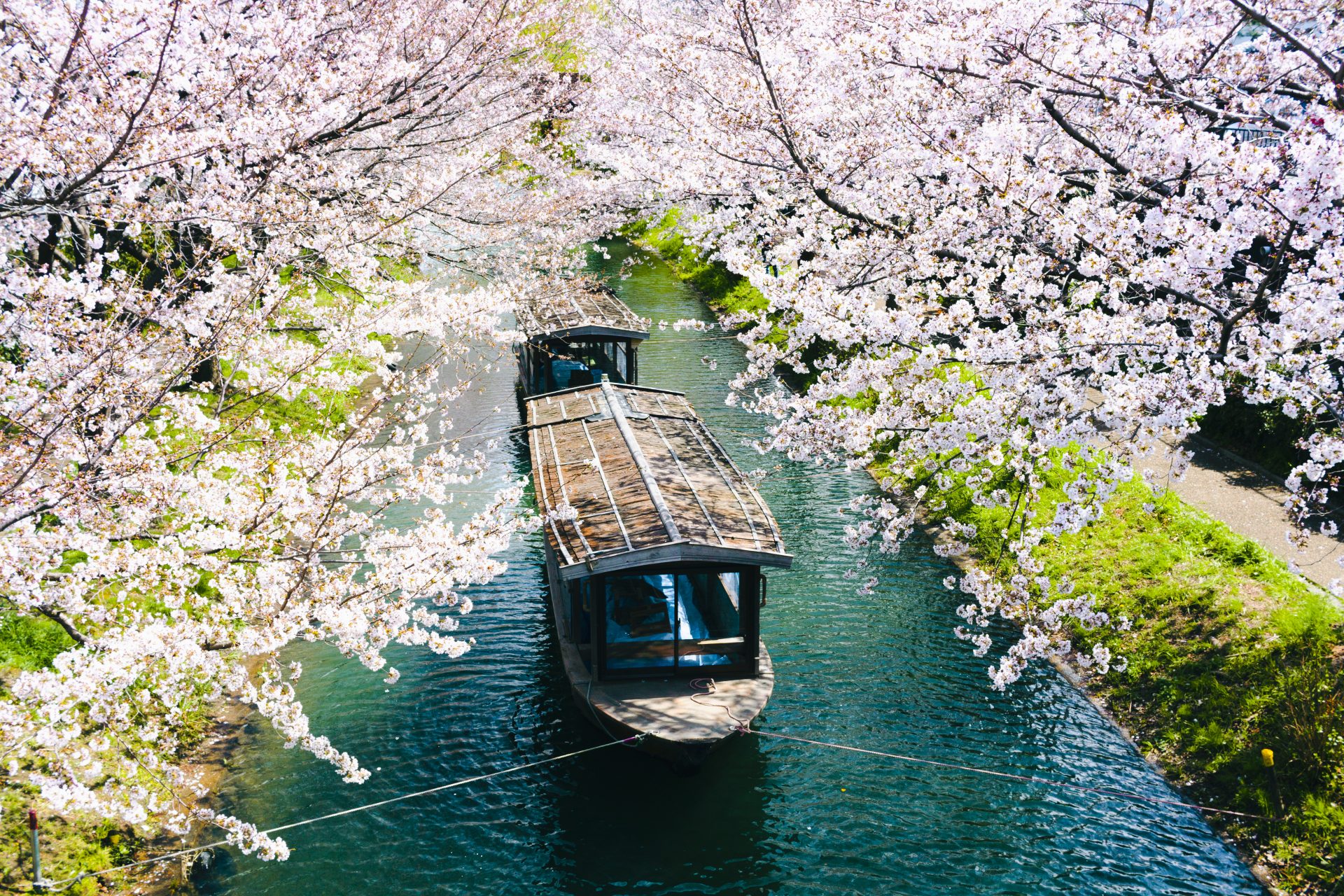 I ciliegi in fiore in Giappone